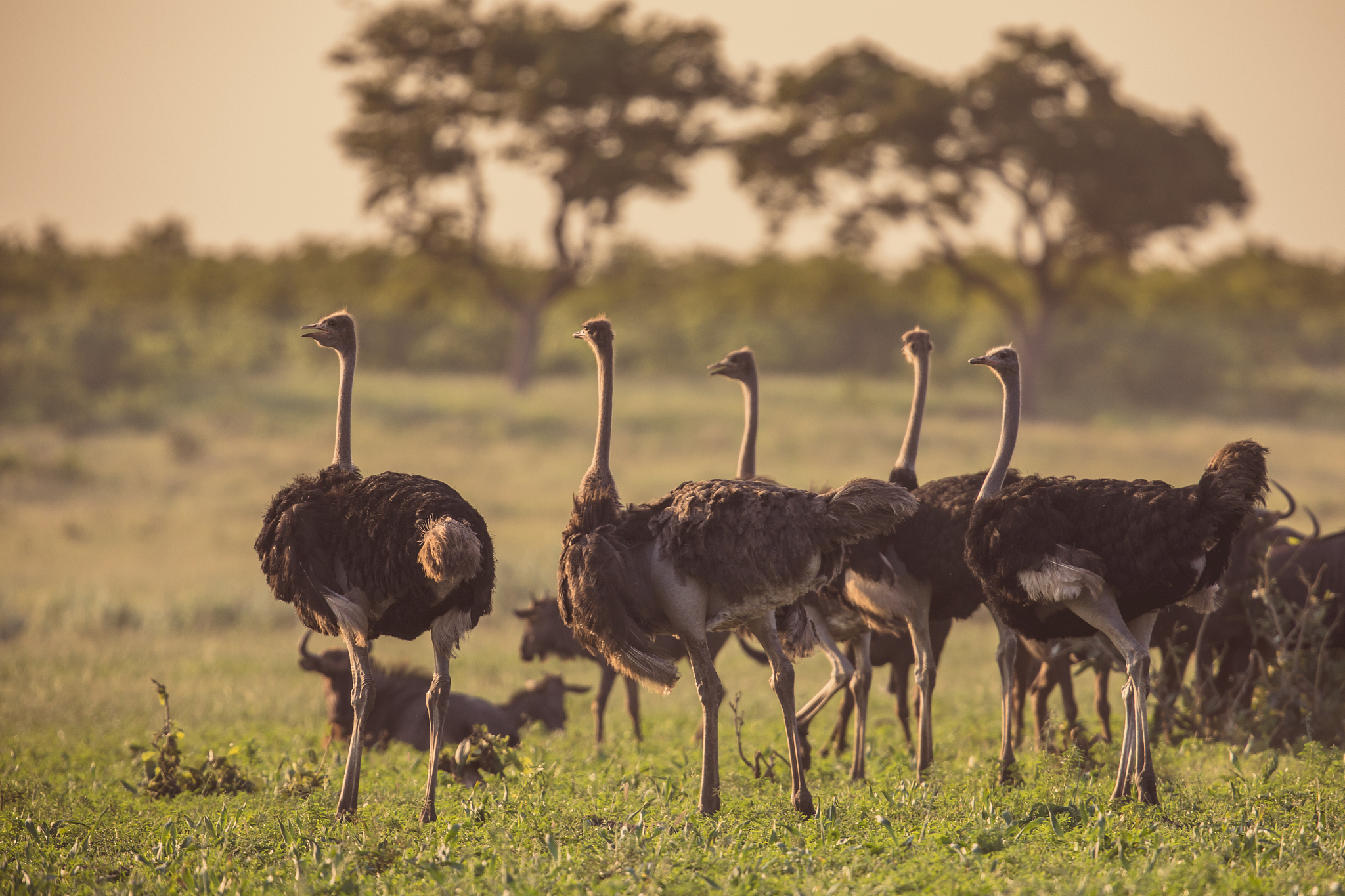 ostrich herd on savanna plain