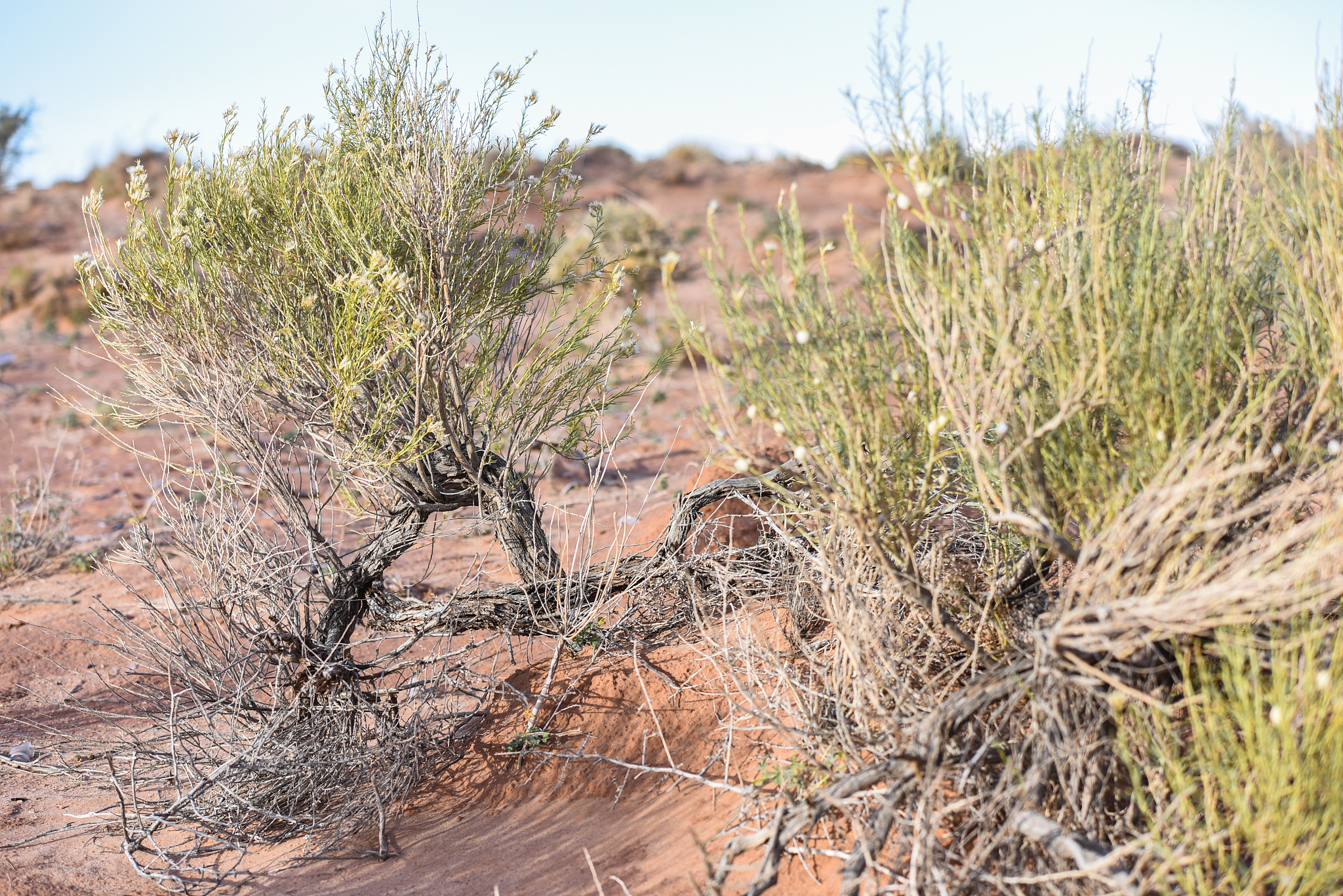 沙拐枣：干旱环境中的生存之道