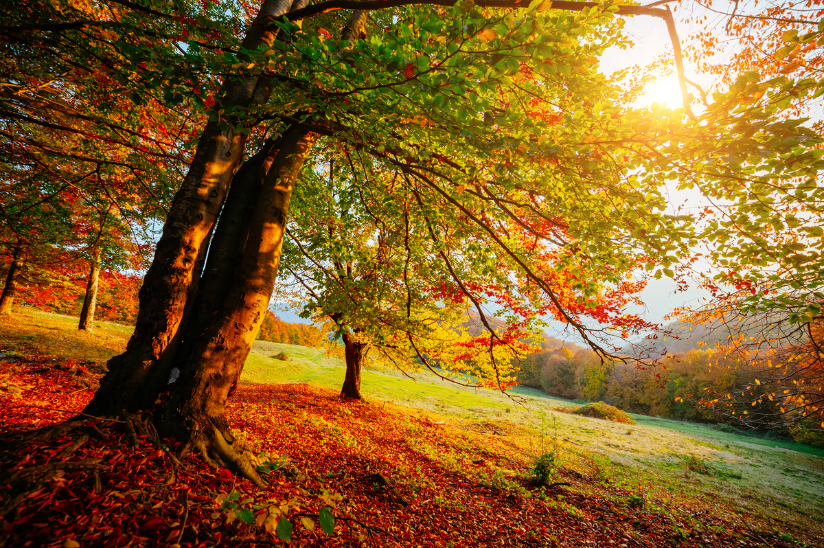秋天：我的最爱 | 舒适、美丽、收获的季节