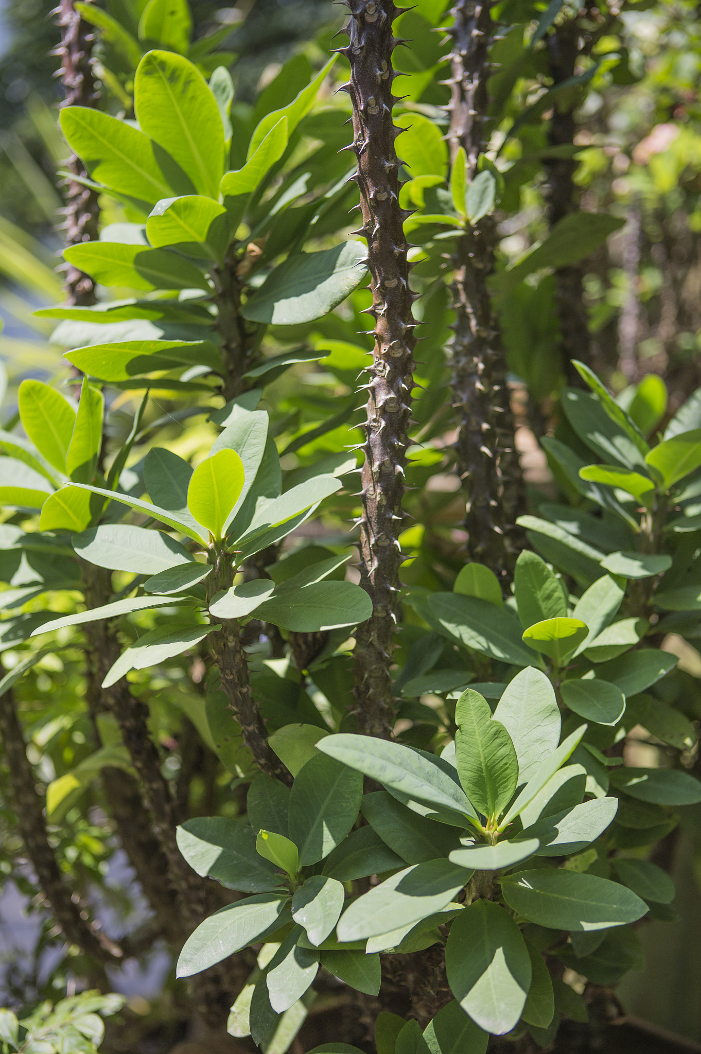 柘皋树：一种具有观赏和经济价值的落叶乔木