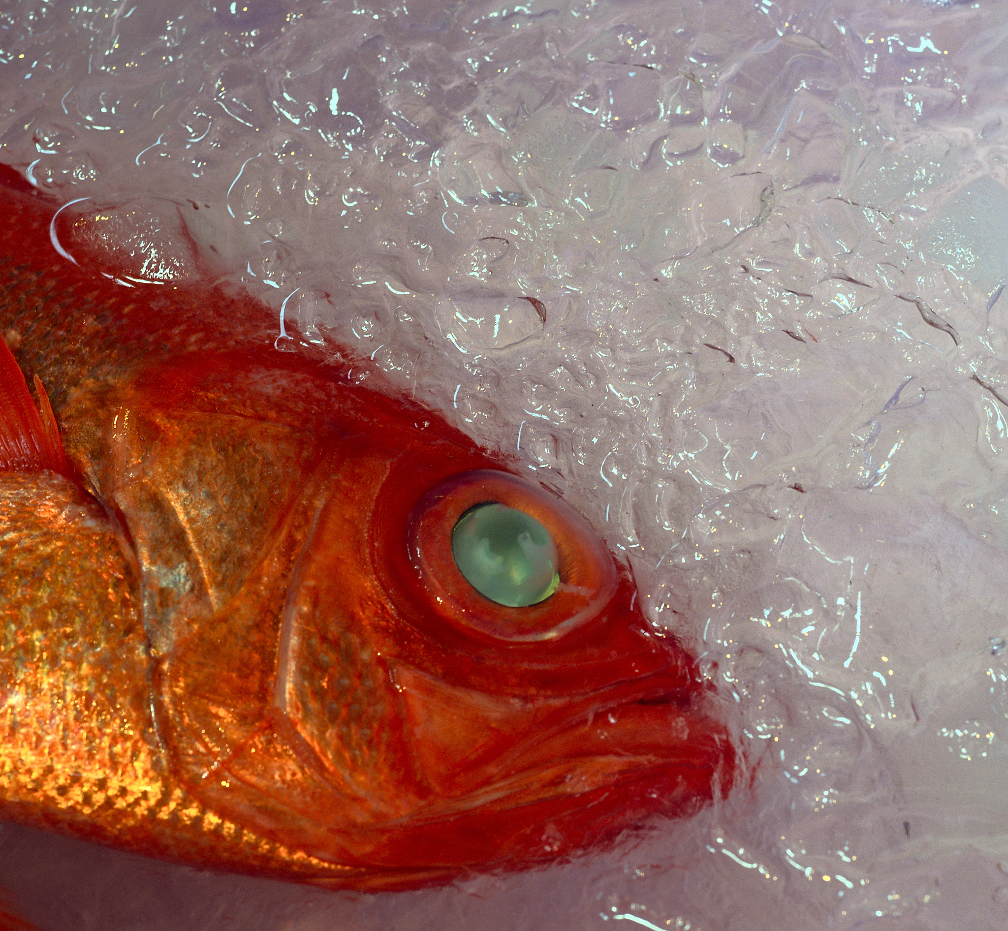 Gomez等人的研究结论：高死亡率及鱼体异常变化分析