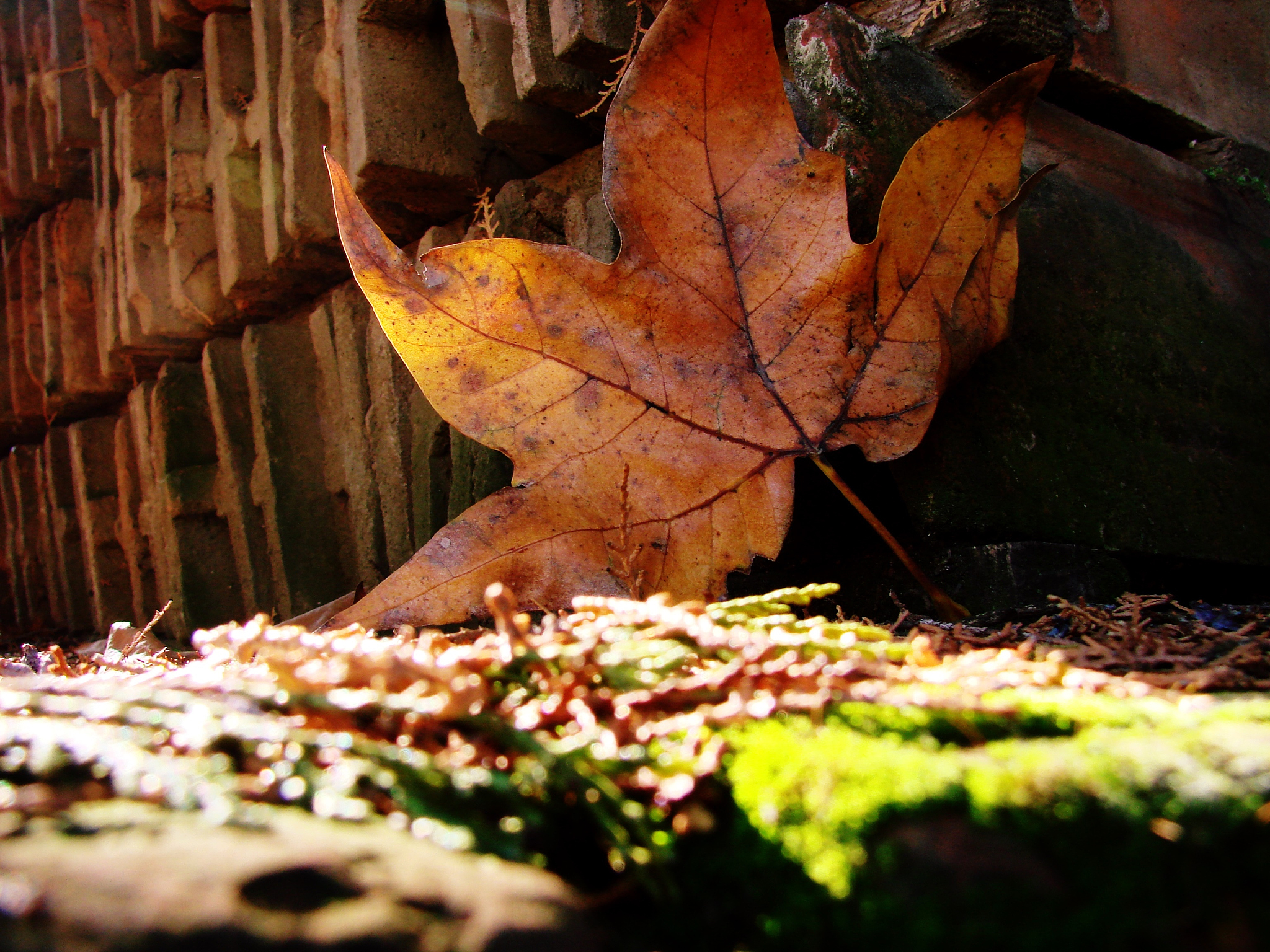 秋雨梧桐诗词：雨打梧桐落叶飘，秋愁不语泪珠滴