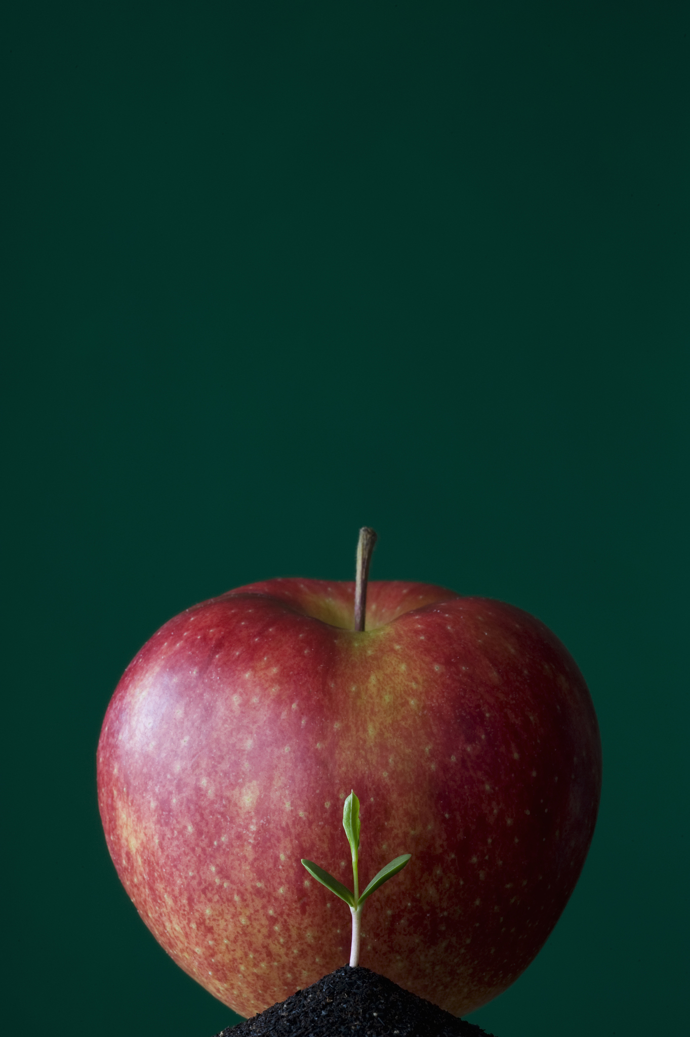 apple and apple seedling