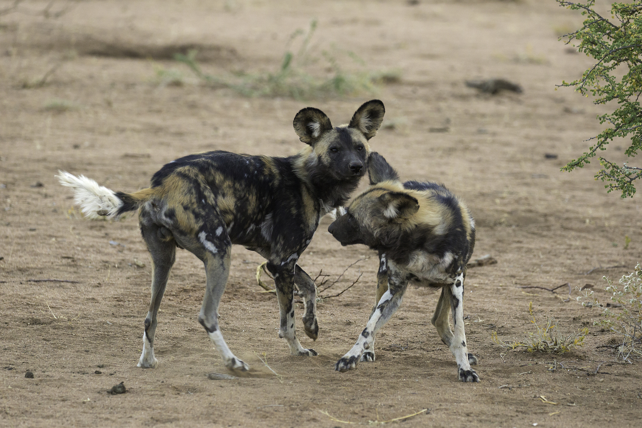 wild dogs and babies