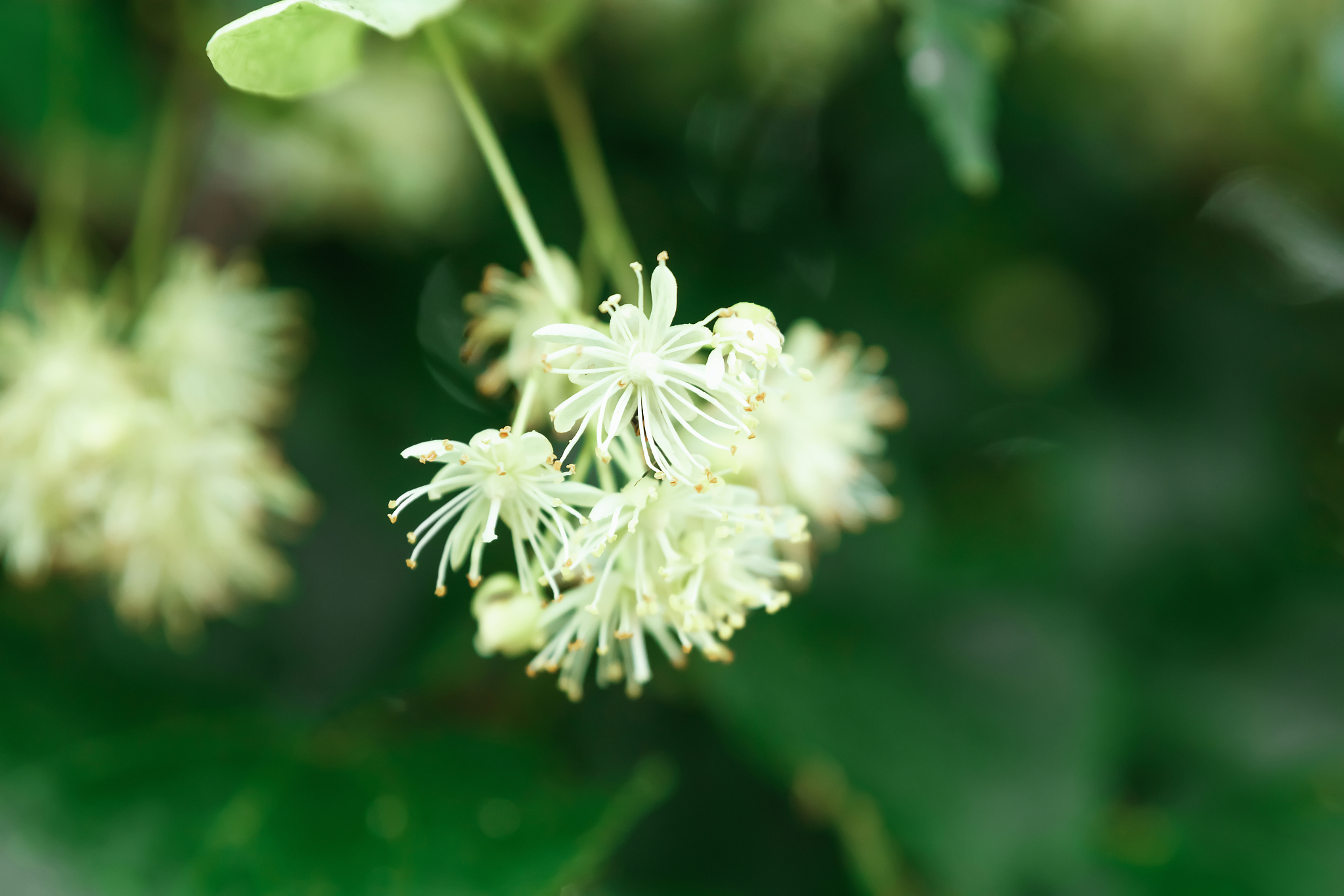 detail of blossoming lime flower