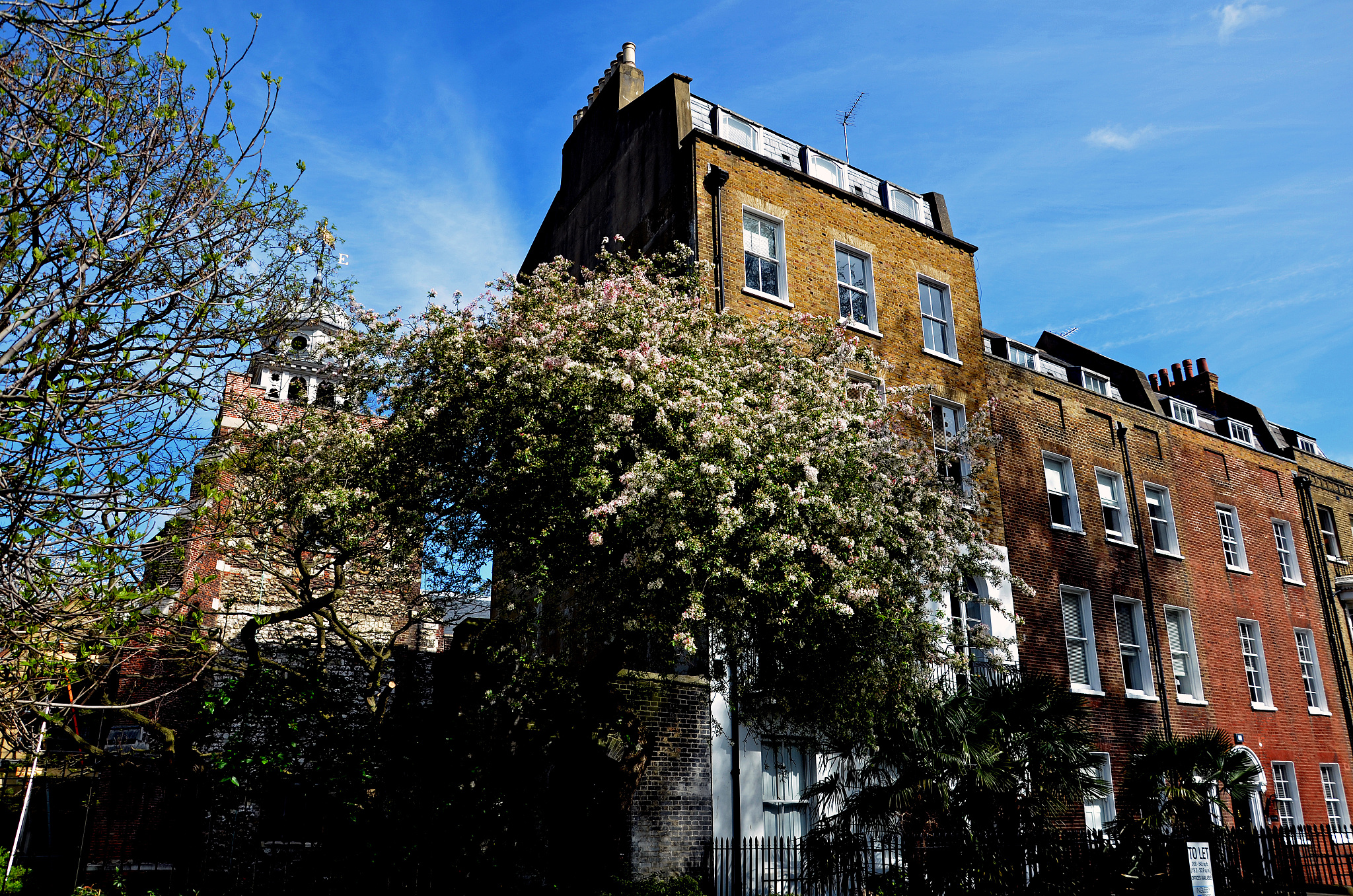 tree and buildings