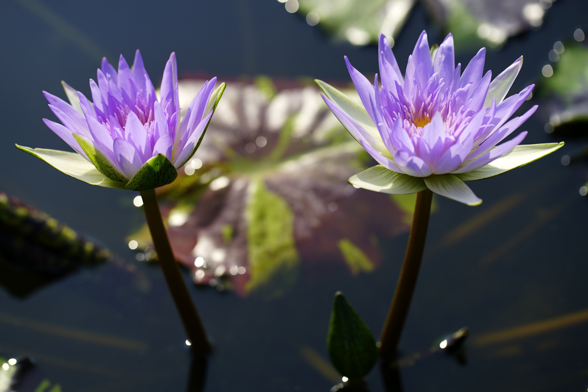 取花名，哲学一点：赋予花朵深层寓意