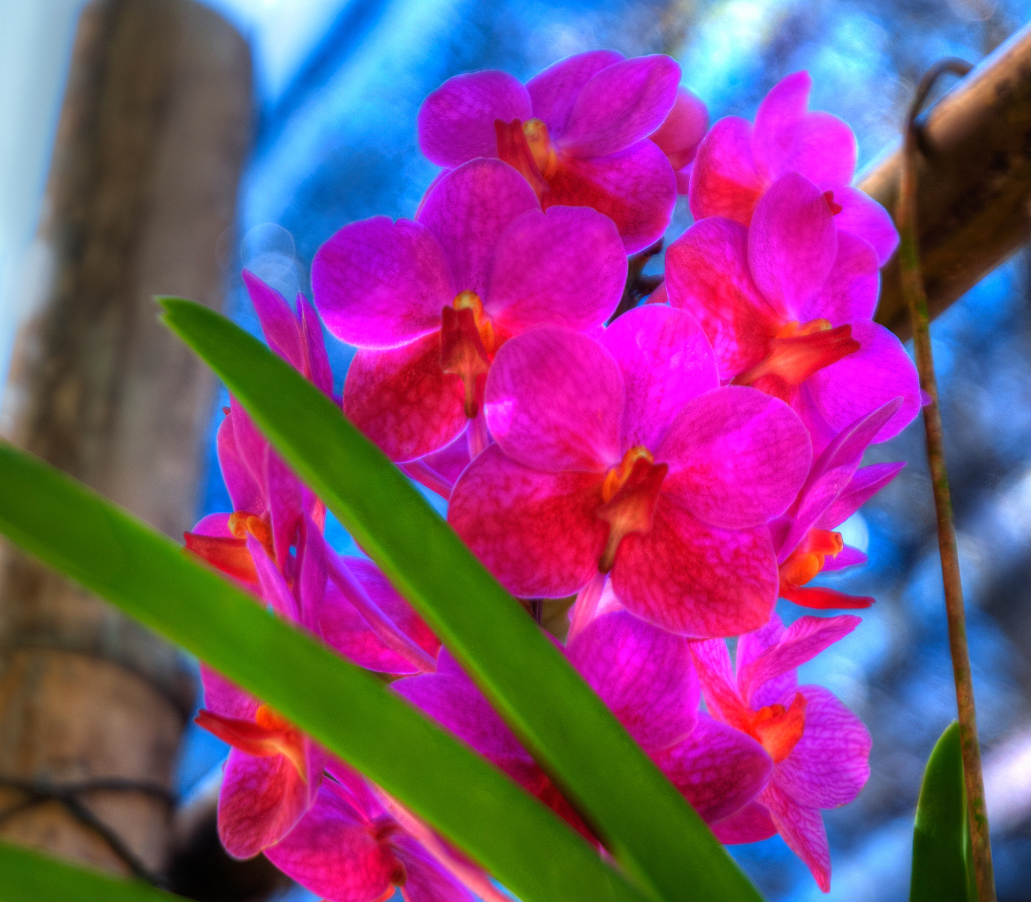 orchids