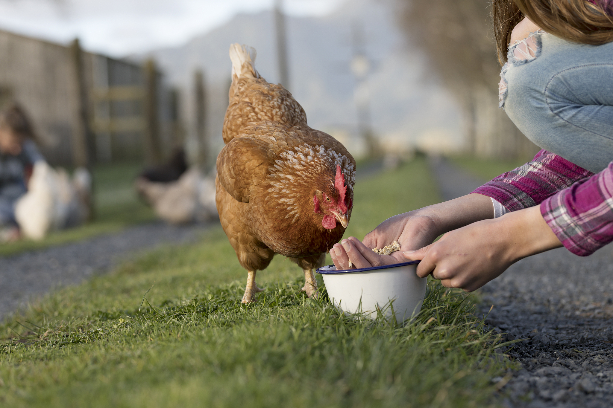 我们来建立一个假设背景农场里有一群火鸡但火鸡并不知道农场主的存在可以理解吗？农场主每隔一天都会给火鸡投食火鸡中的科学家会就此得出什么结论？注意火鸡中的科学家其属性是火鸡而不是人你能再思考一下上一个问题吗？