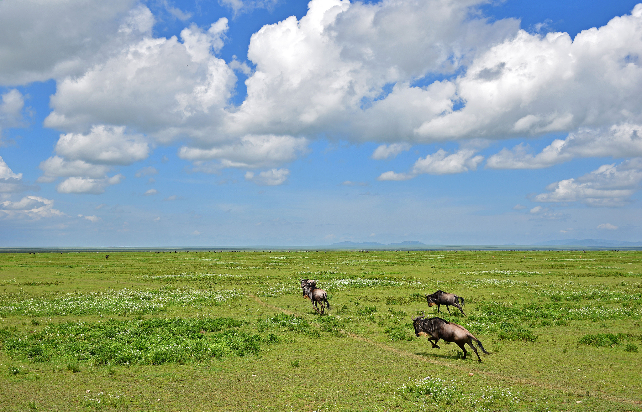 wildebeest herd in the serengeti