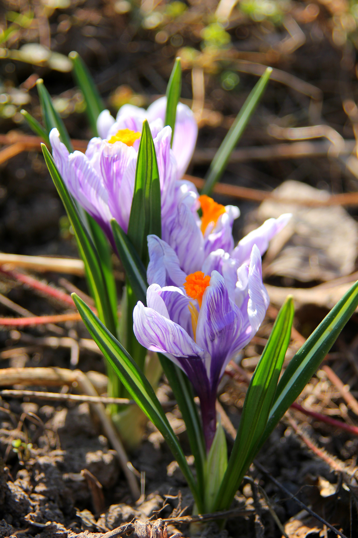 white purple crocus blooming