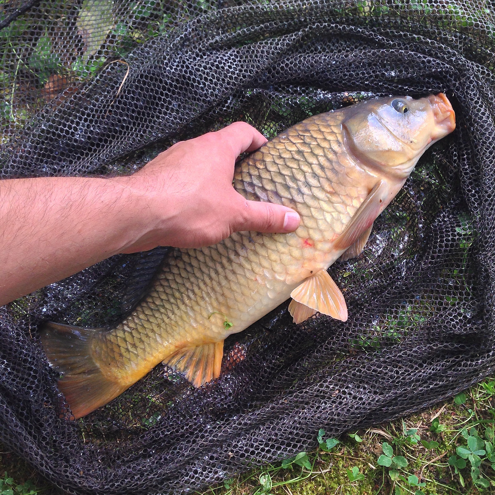 昆明路亚鱼种养殖推荐：快速繁殖、快速成年的最佳选择