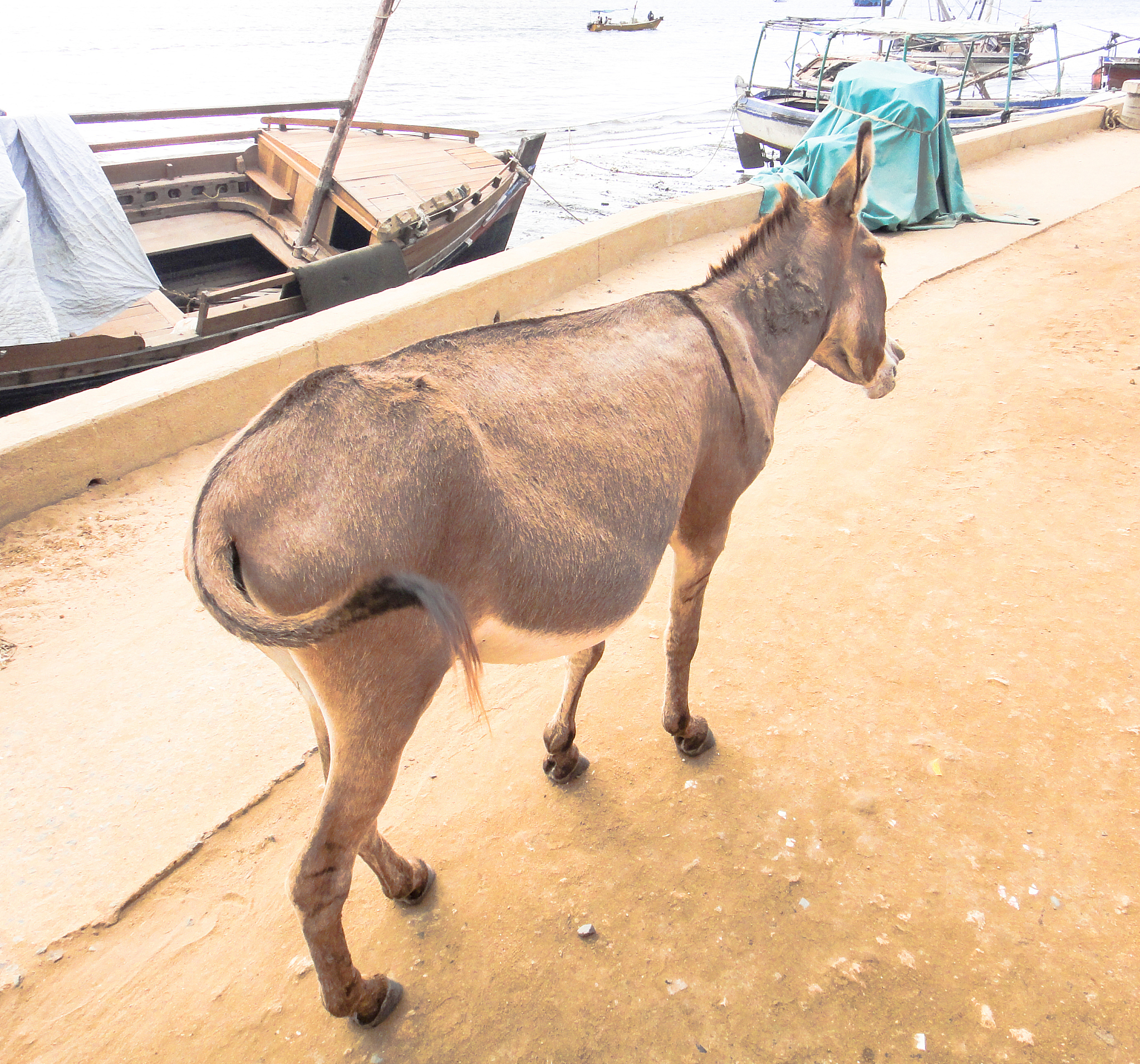 donkey in lamu