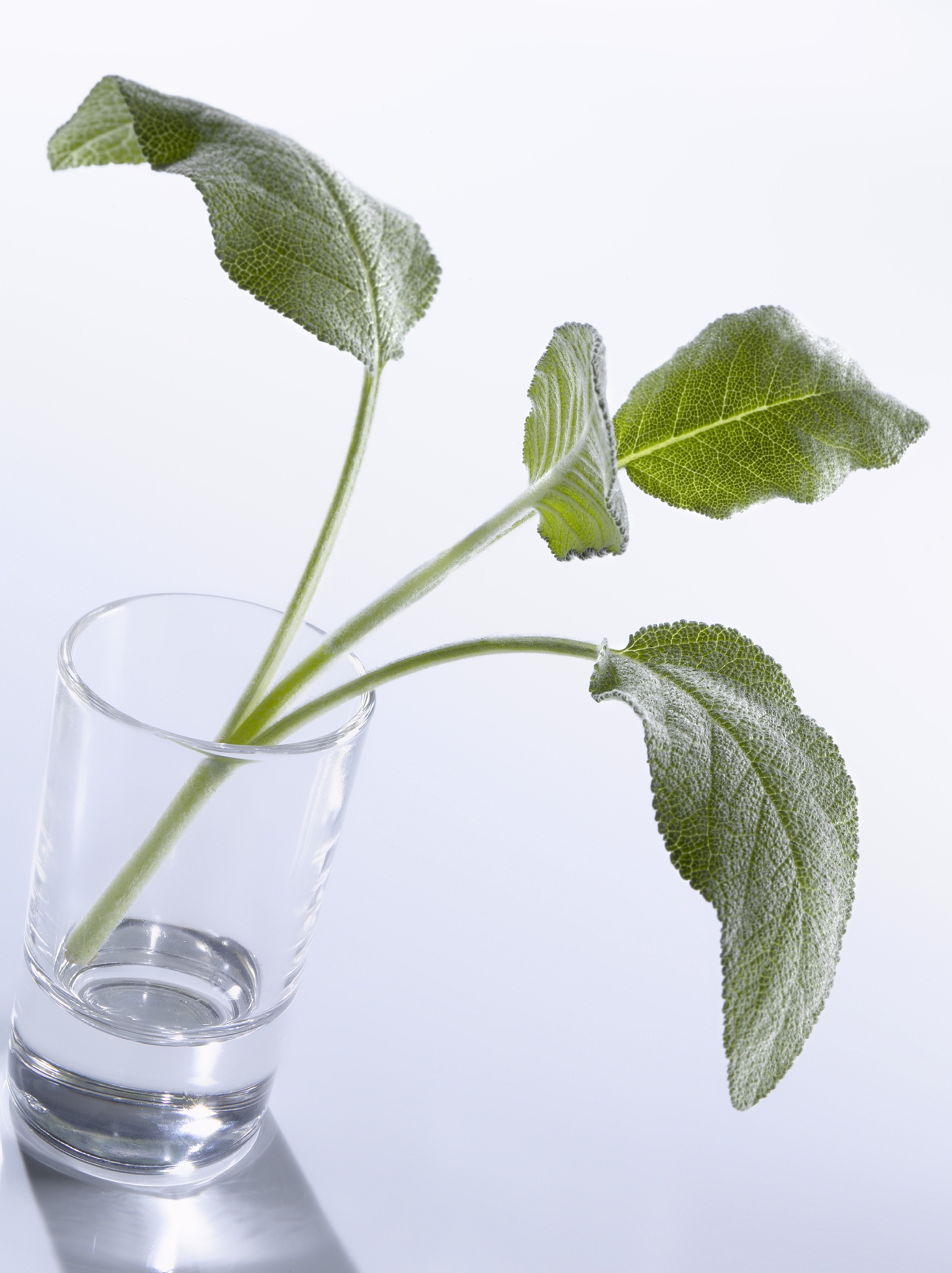 植物能量分配：如何为生长发育提供动力