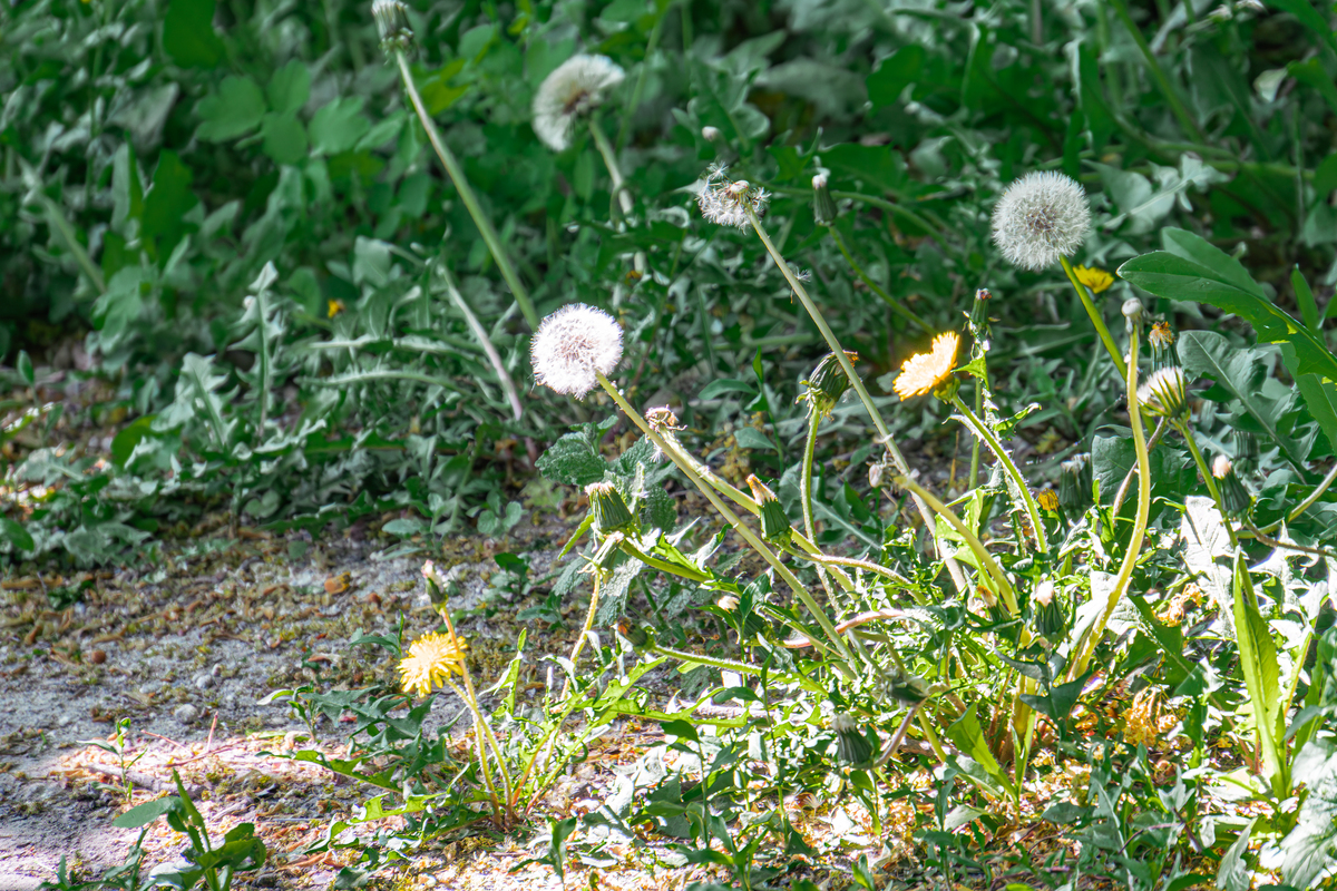 类似浦公英有传播属性的物件