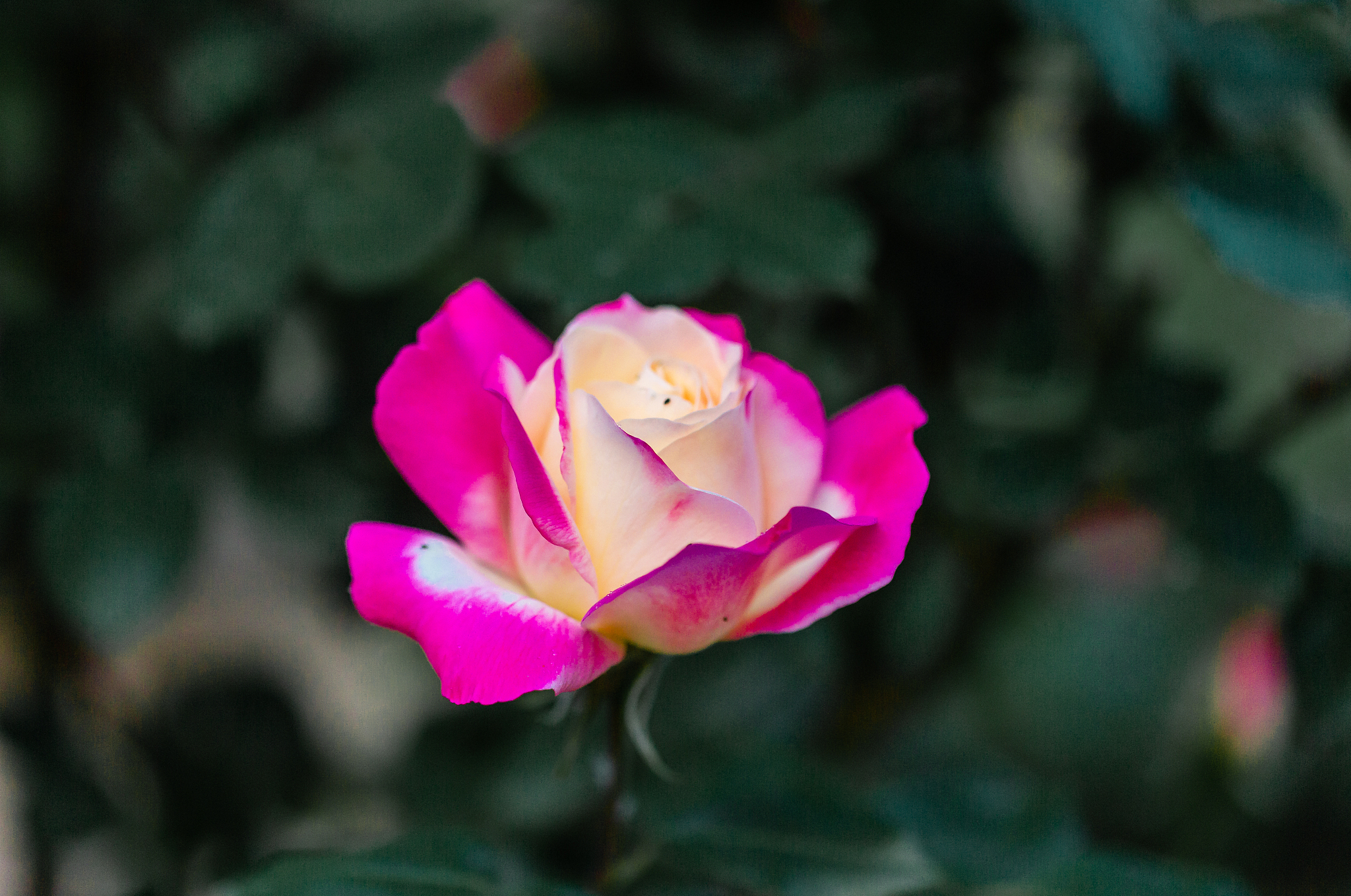 原来花草都像白天一样微笑仿写