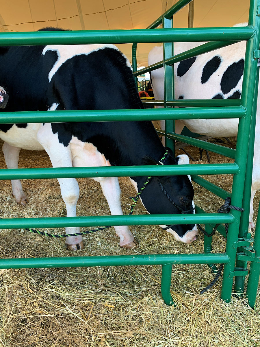 该方法不仅融合后的新特征包含更全面的特征信息而且网络模型复杂度低有利于实现更快、更准确的奶牛个体身份识别。