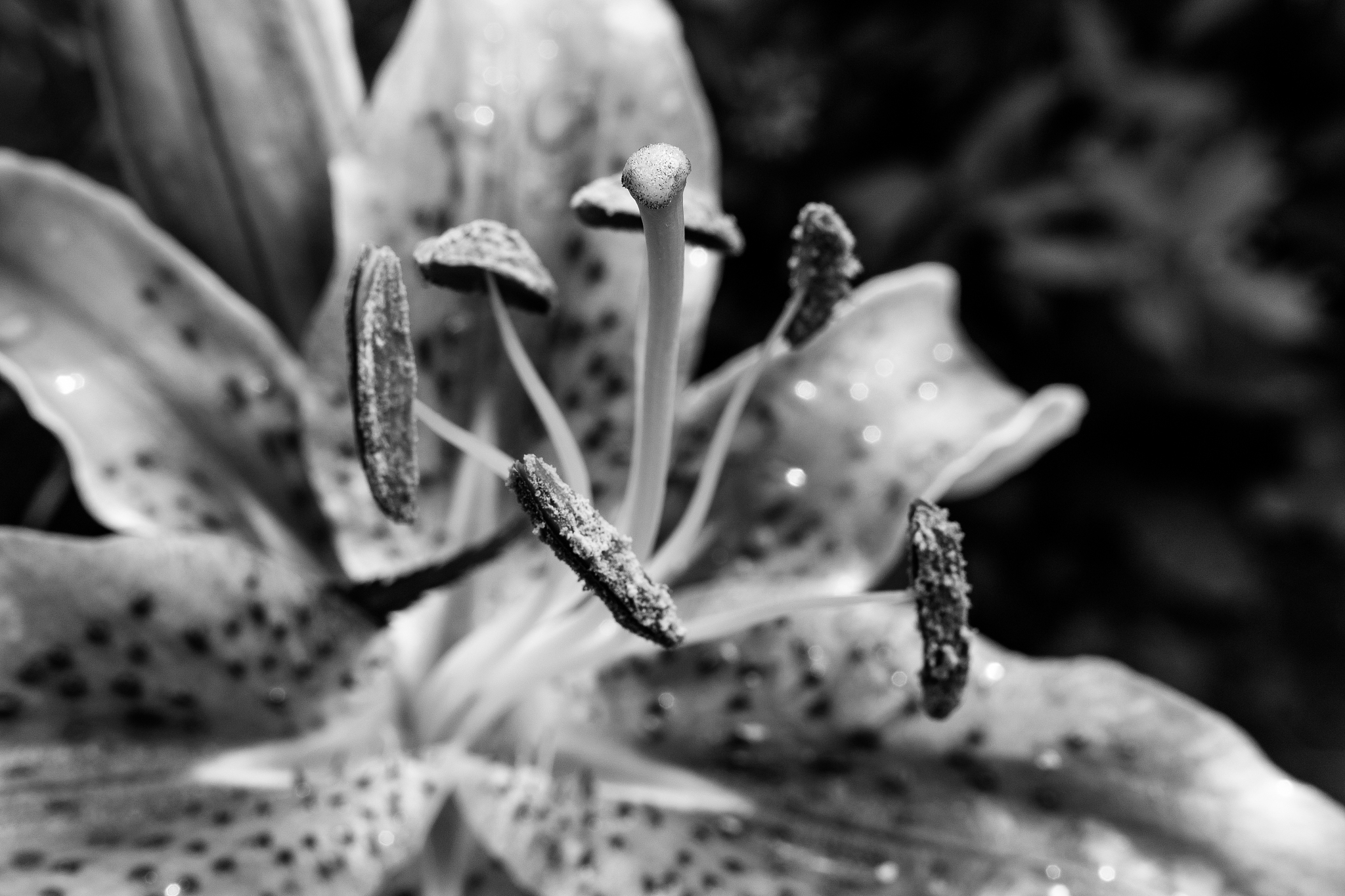 瓜类蔬菜的杂交制种技术有哪些不同点