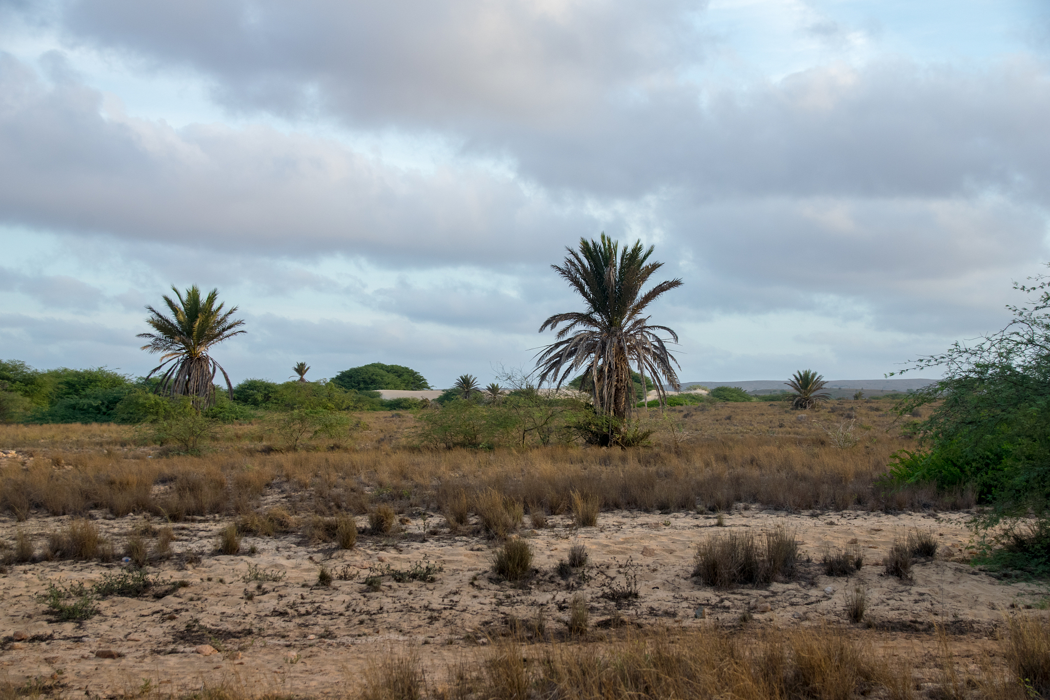 arid and desert environment of boa vista, cape verde