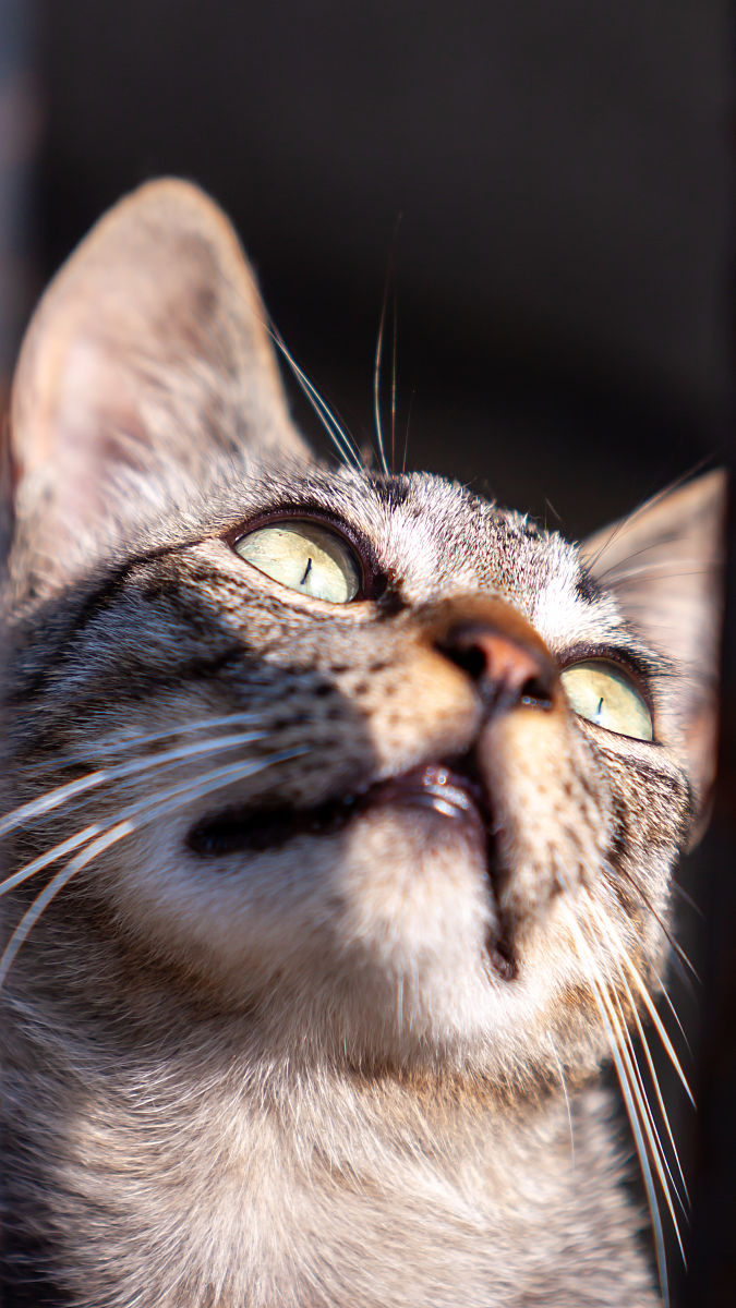 使用宠物博主的口吻写篇300字关于：猫咪的行为语言：如何解读它们的眼神、姿势和声音？