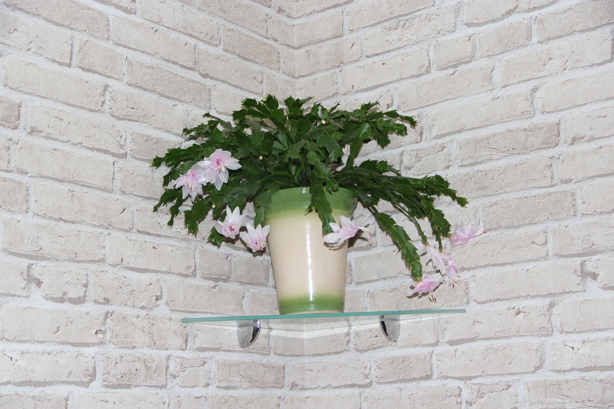 室内花园网站：打造绿色健康家居生活