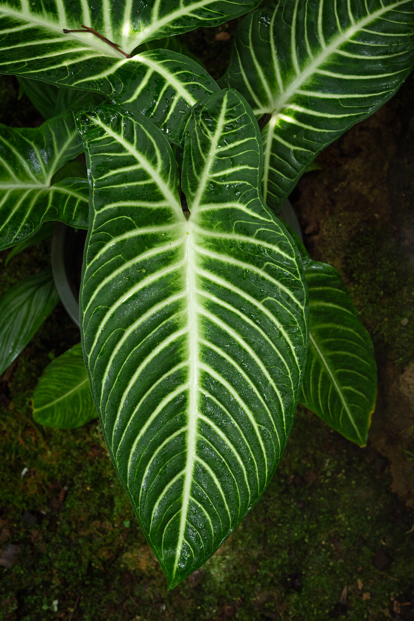 green leaves pattern background, natural background and wallpape