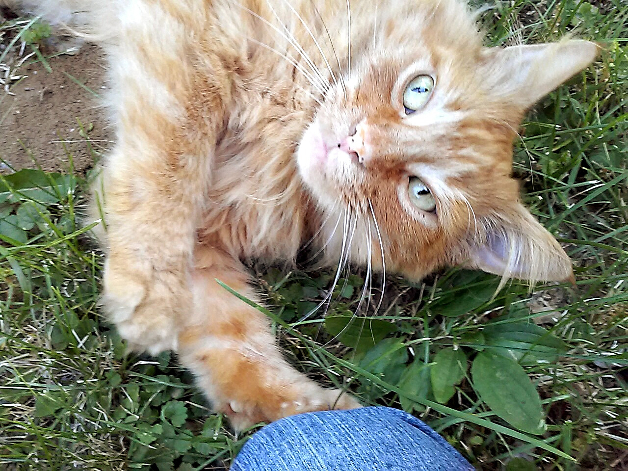 portrait of cat lying on field
