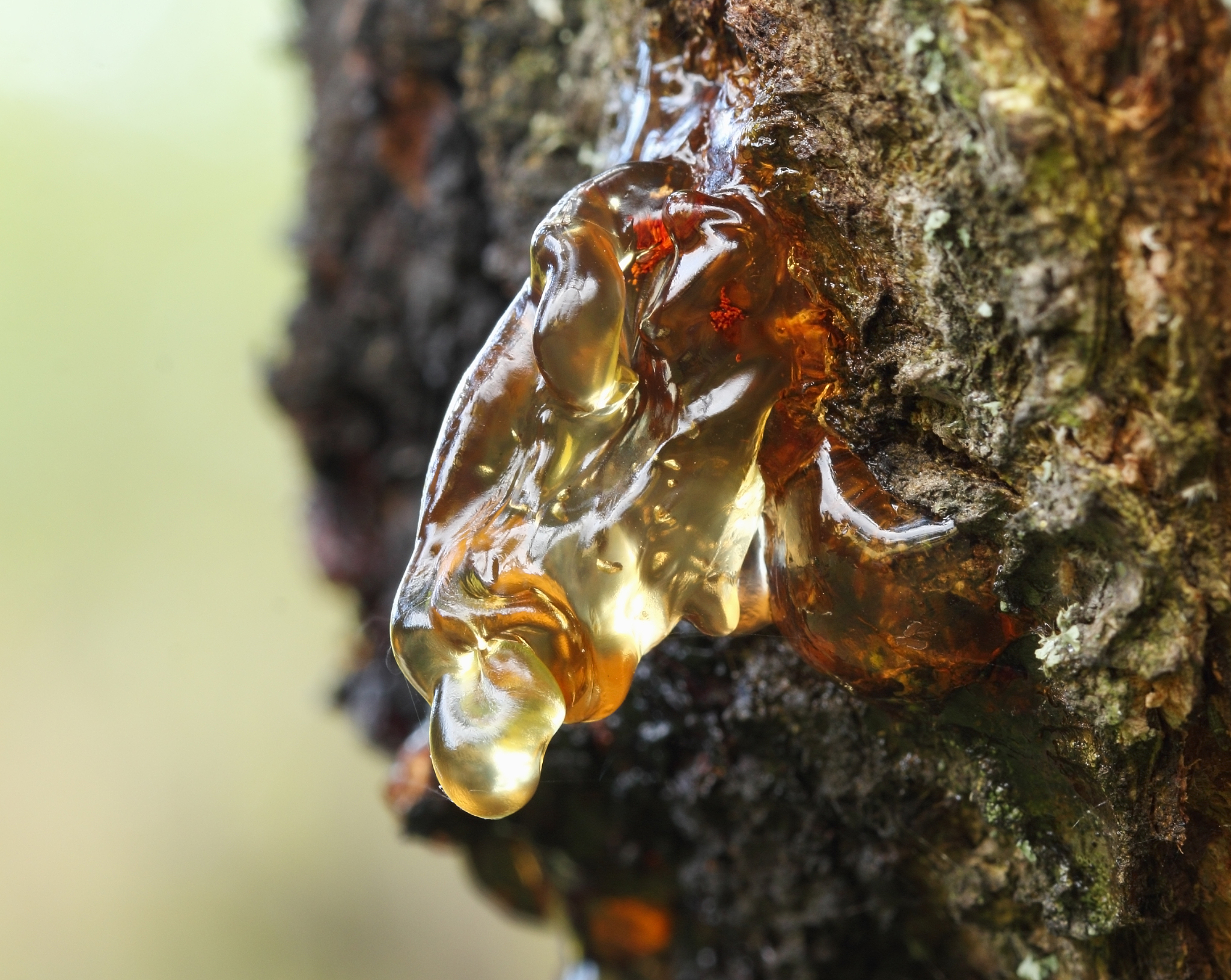 a macro close up view of yellow cherry resin on the cherry tree 