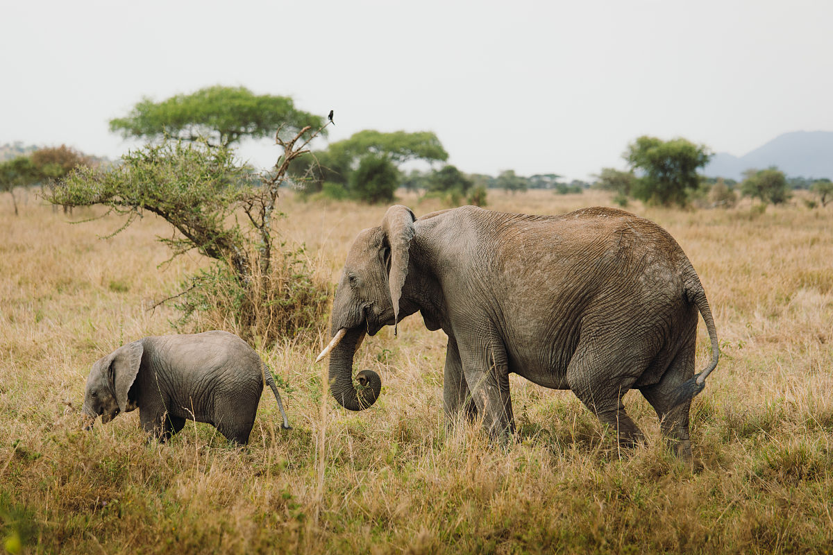 象群的首领都是雌性吗，