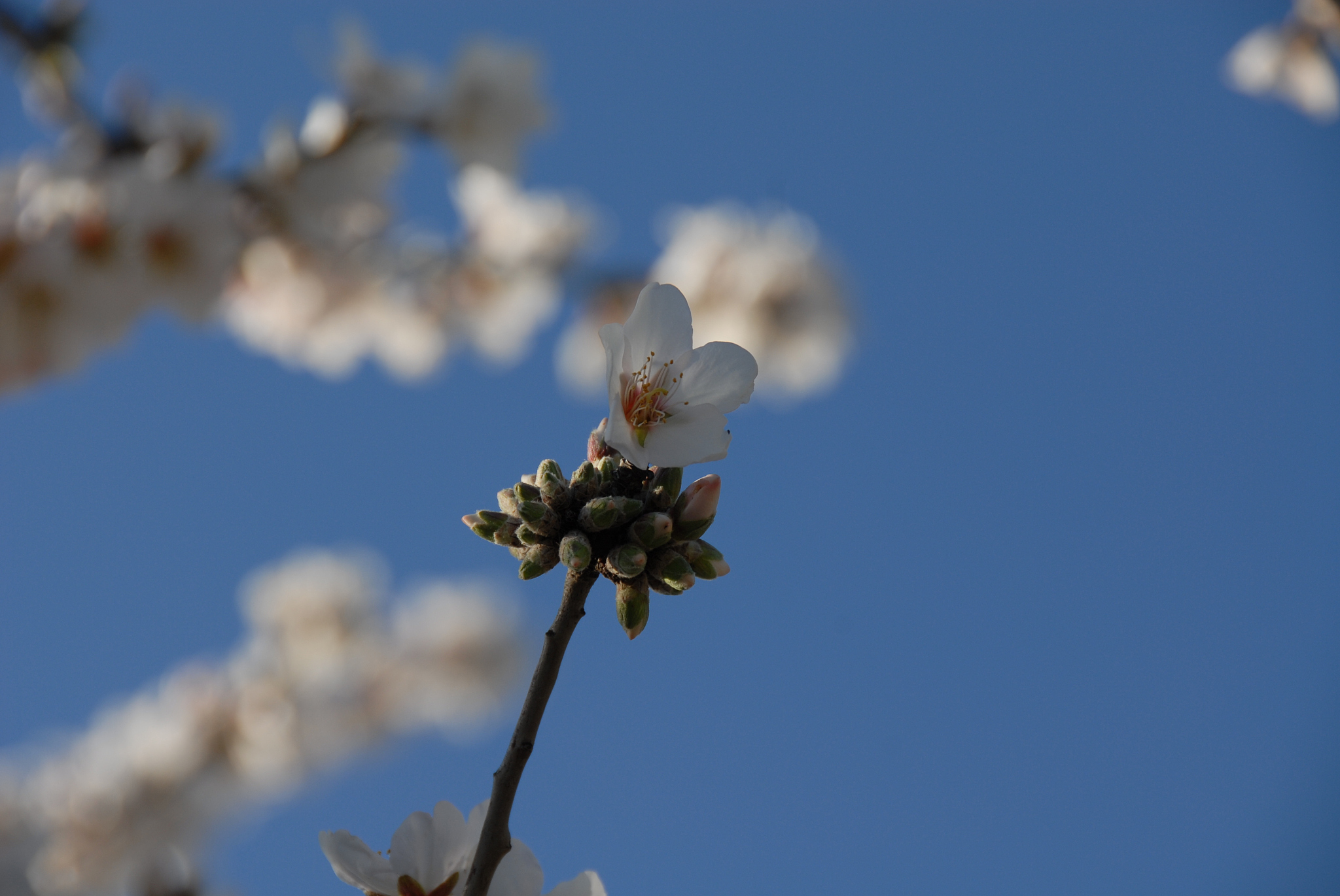 mandelblüte in spanien