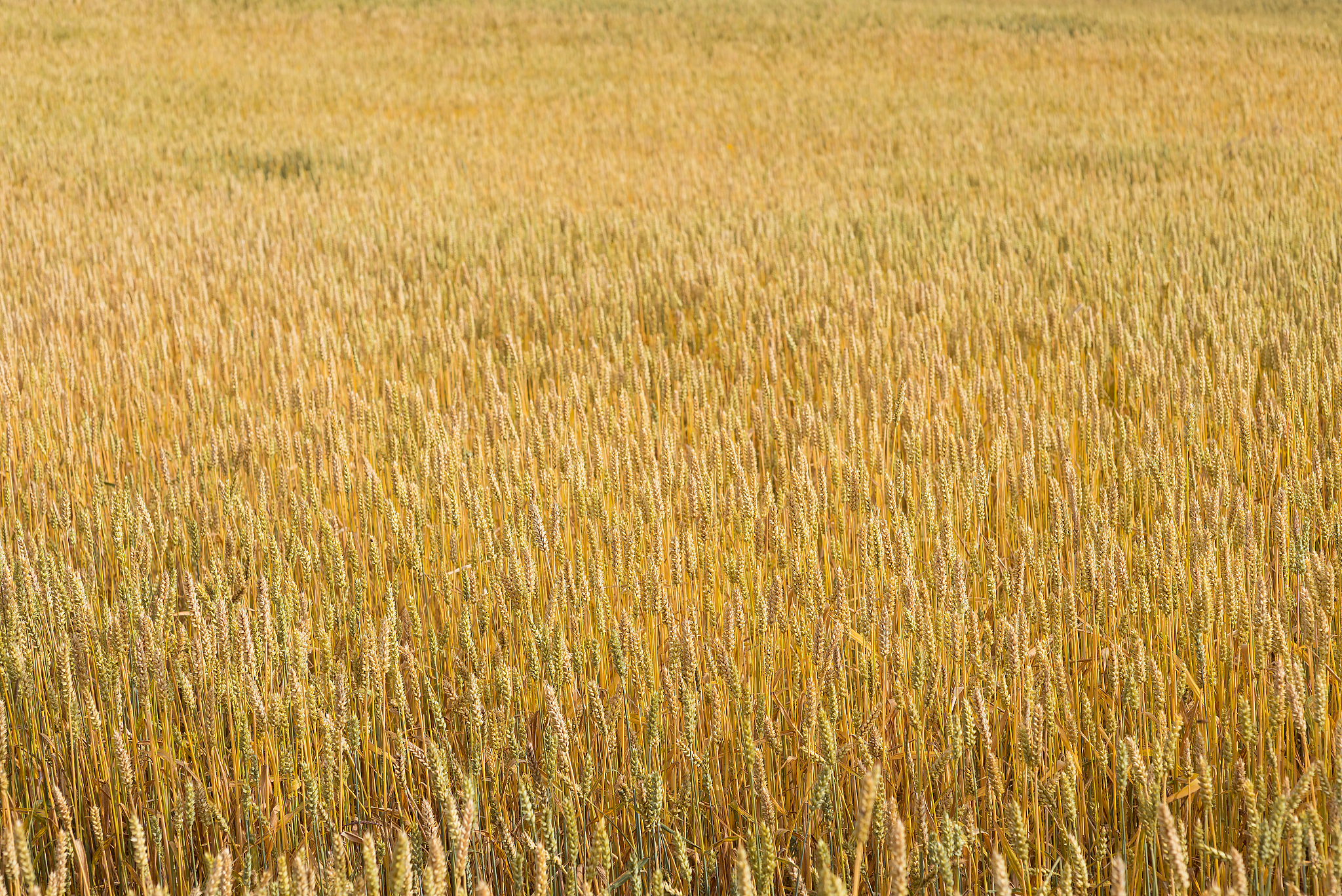 山东省2023小麦补贴一亩地多少钱用250字详细解答