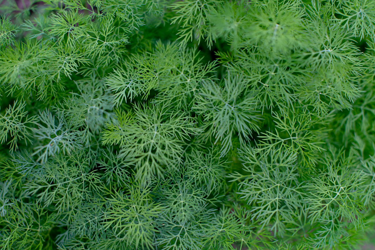 呼伦贝尔草原特有植物：苔藓、细叶蒿、紫花钩子儿茶等
