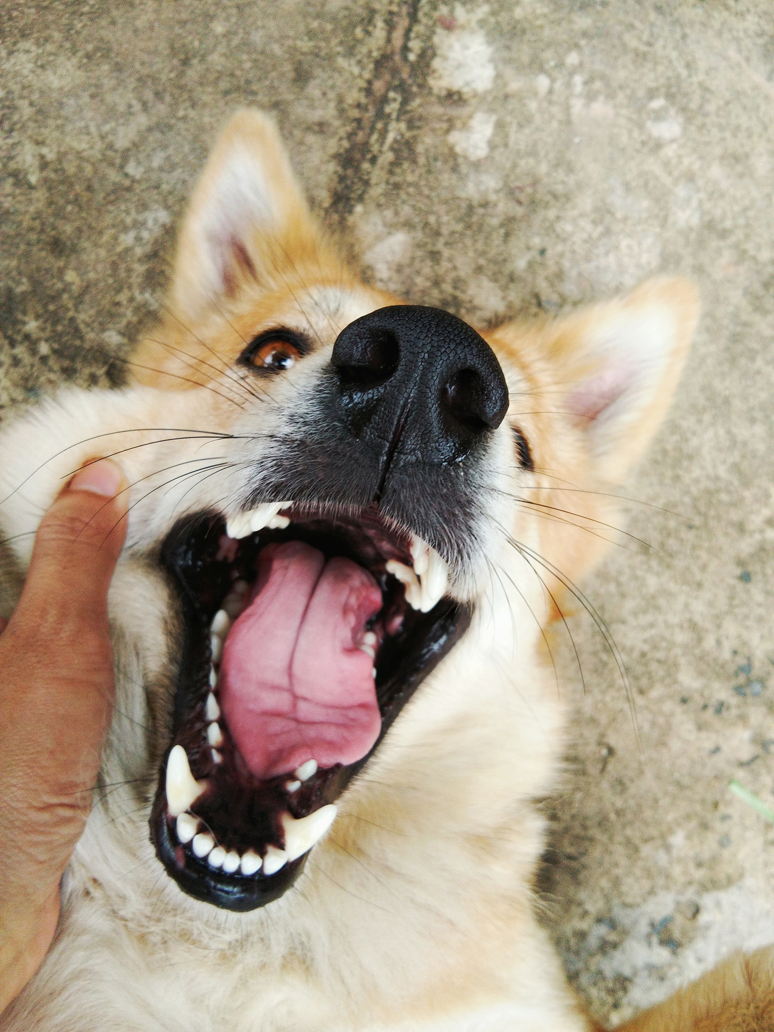 爆款抖音！拍个搞笑狗狗视频，轻松吸粉无数