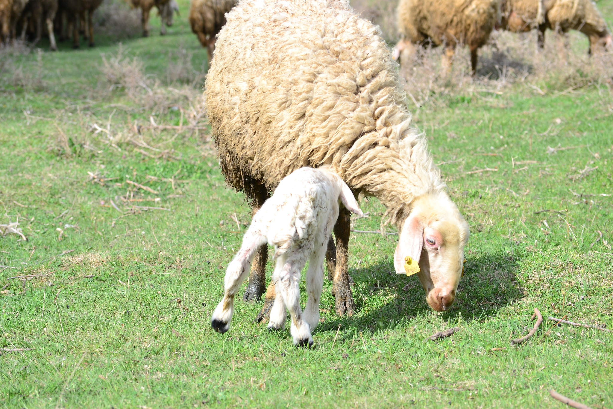 小羊用嘴抬着花怎么回事帮我用180字详细描述