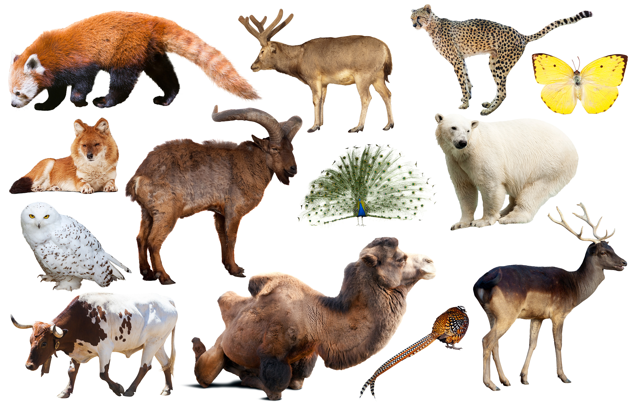 哺乳动物 vs 脊椎动物：区别与实例