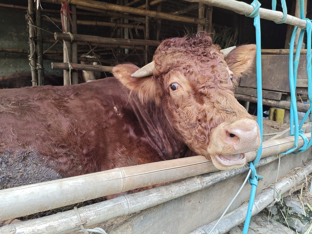 牛眼病：传播途径、易感动物及预防措施