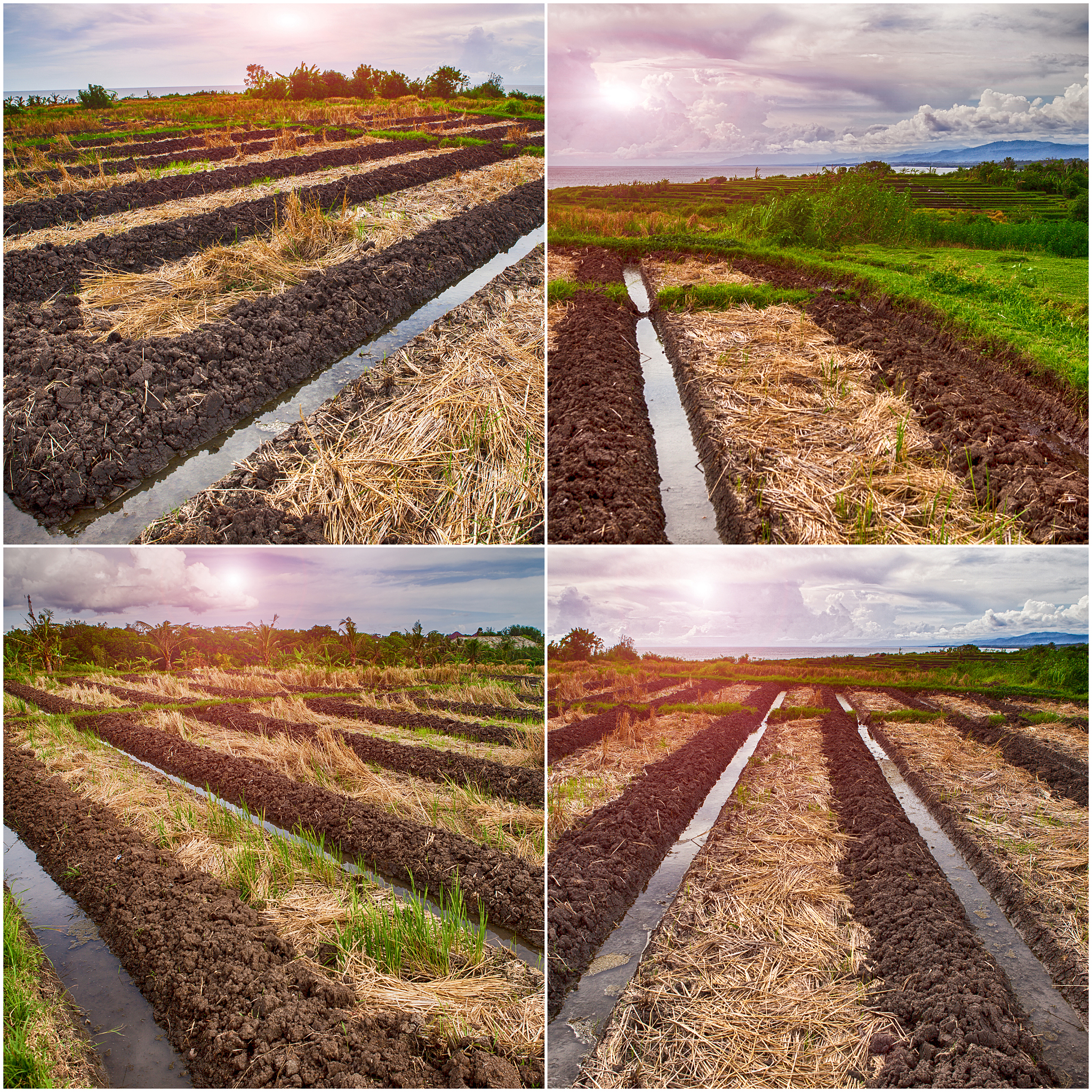 小农业的未来：持续的脆弱性和机遇