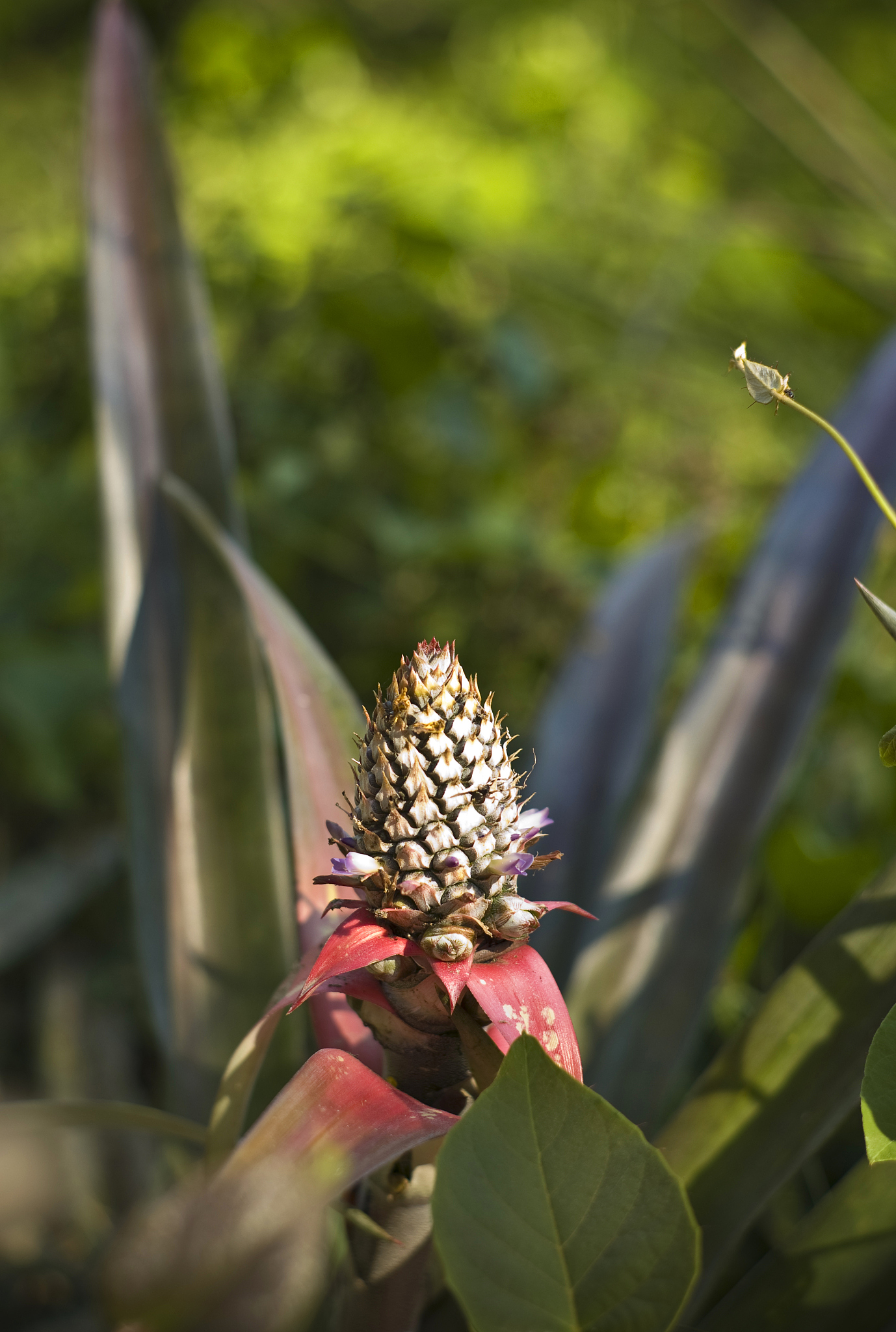 peruvian palm flower