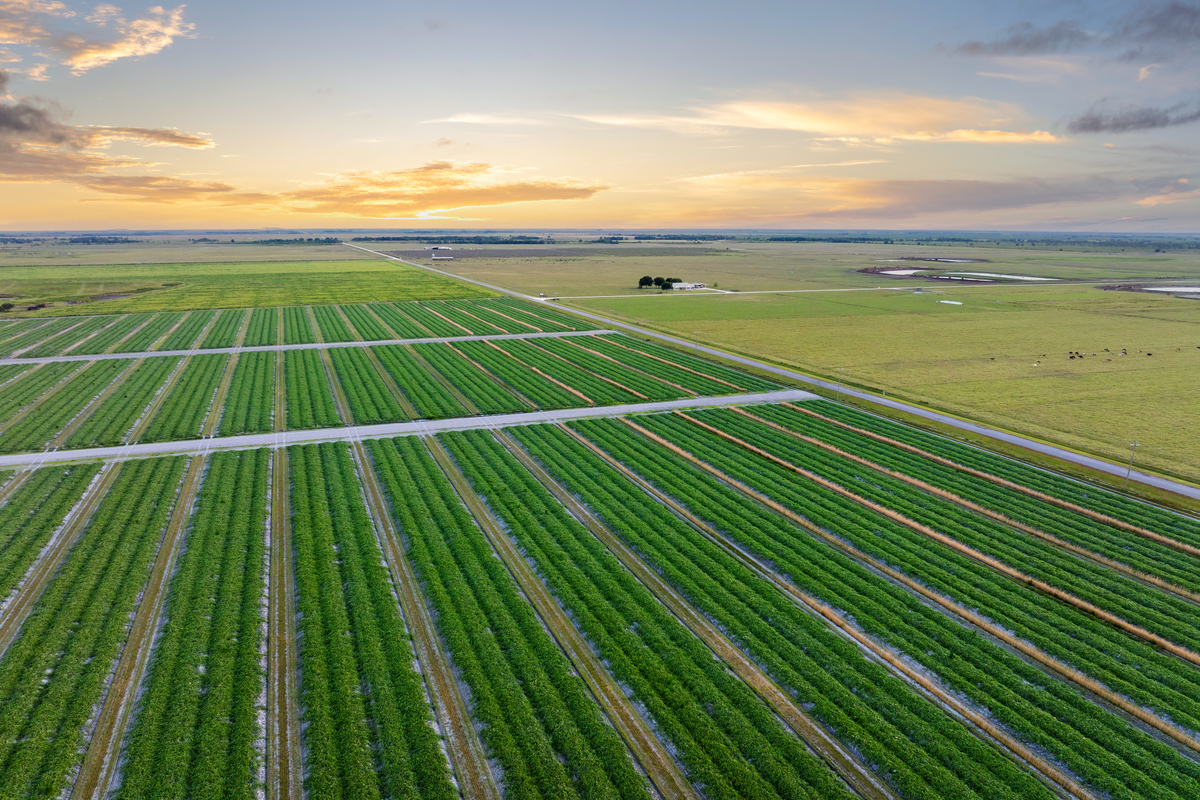 请关于高标准农田建设的文章大约10000字