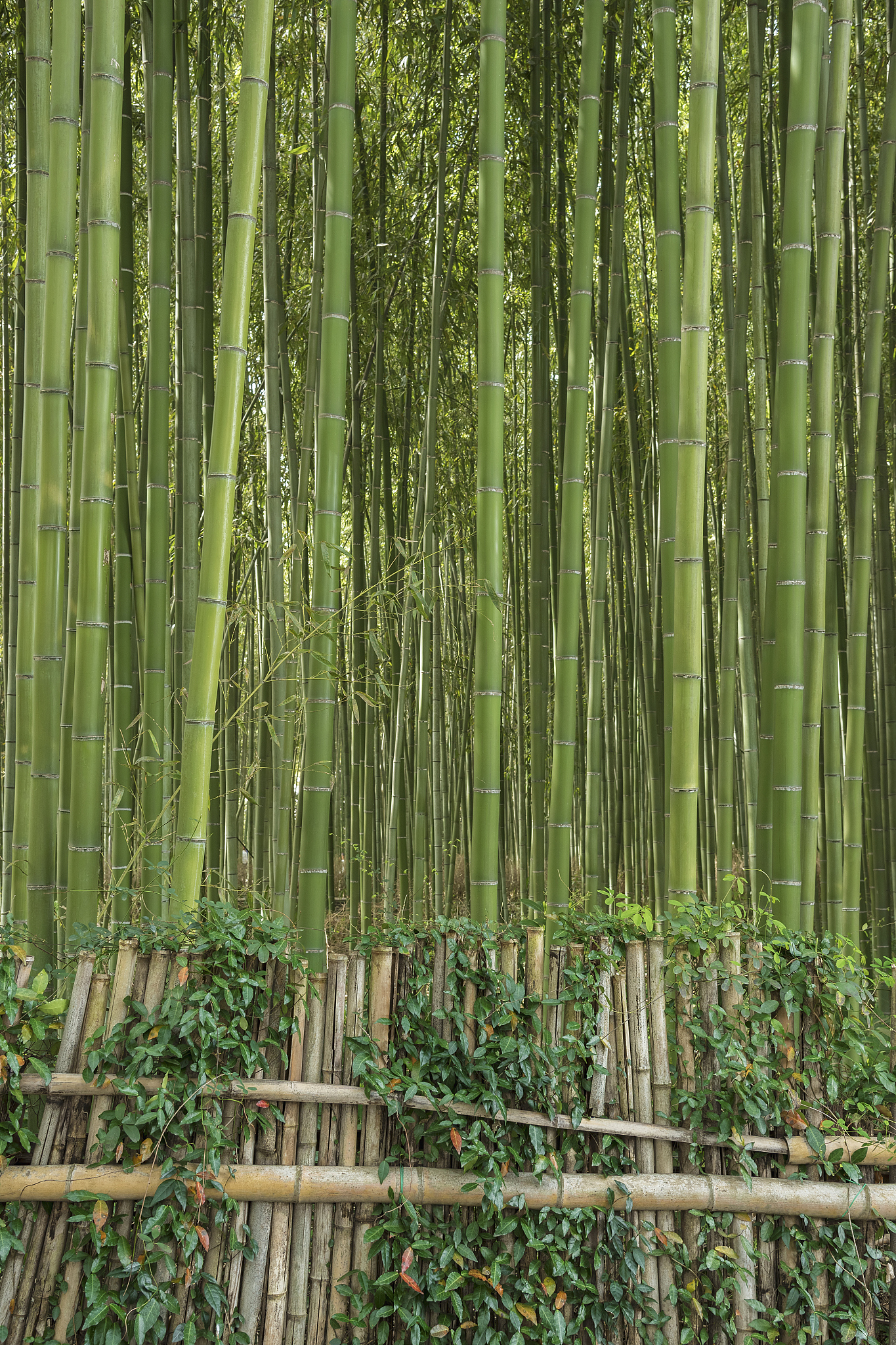 bamboo forest