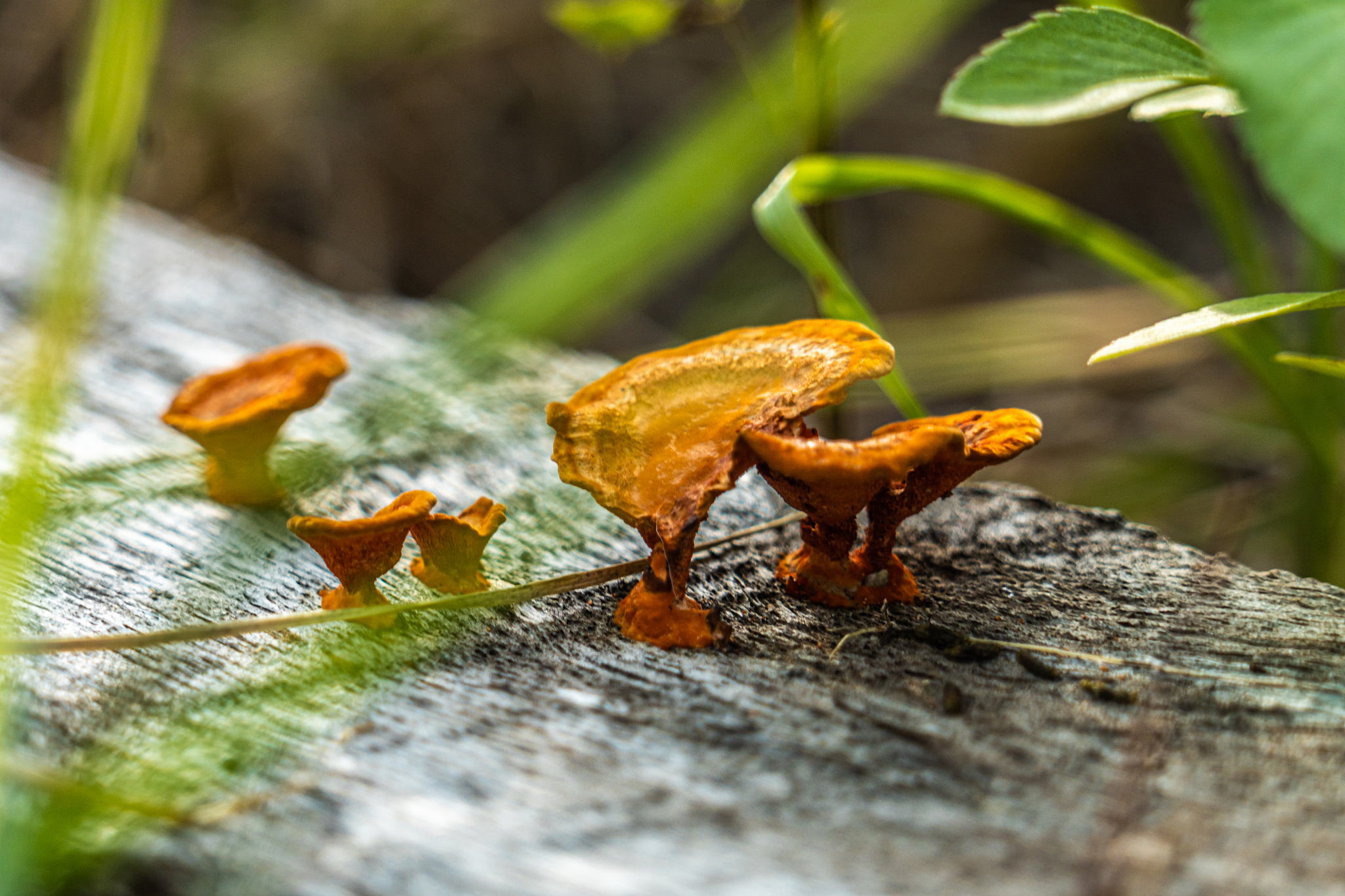 石阡商业职校2022年招生简章-专业介绍|报名时间|录取条件