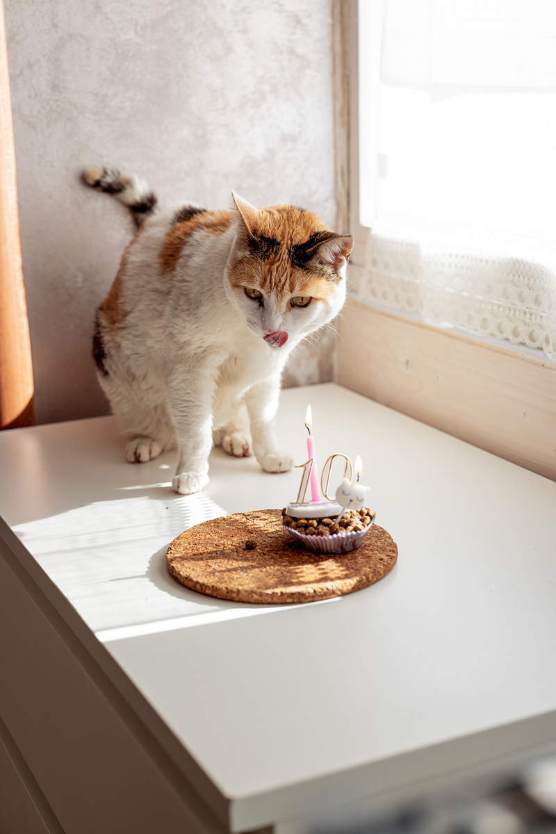 我的两只猫：旺财和喜来 | 3分钟宠物视频文案