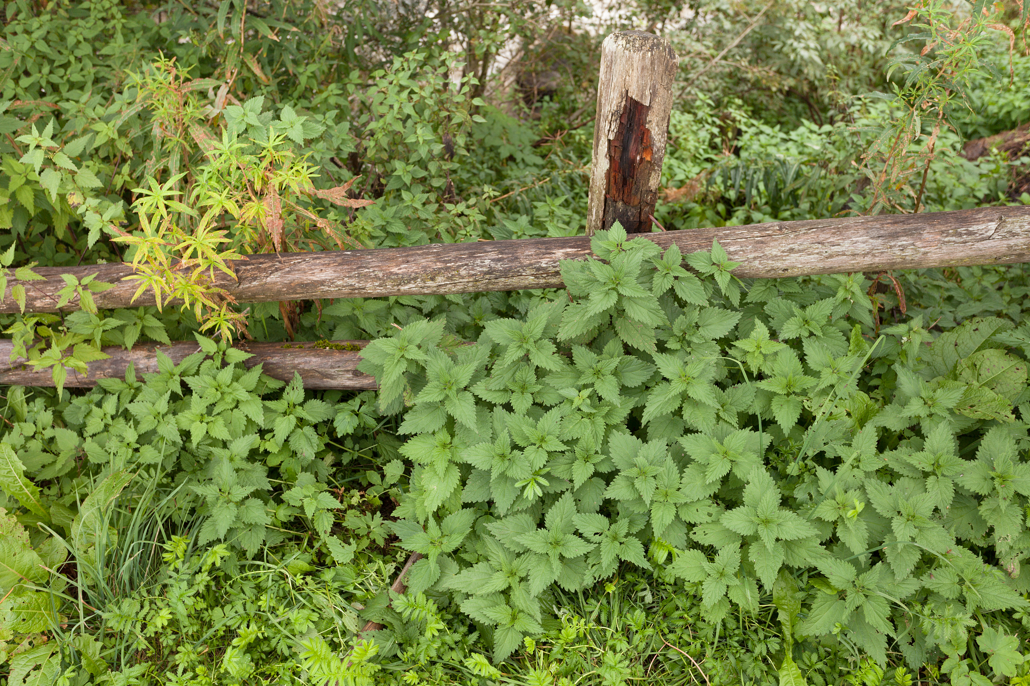 natural nettle plant next to a fence in a mountain pasture