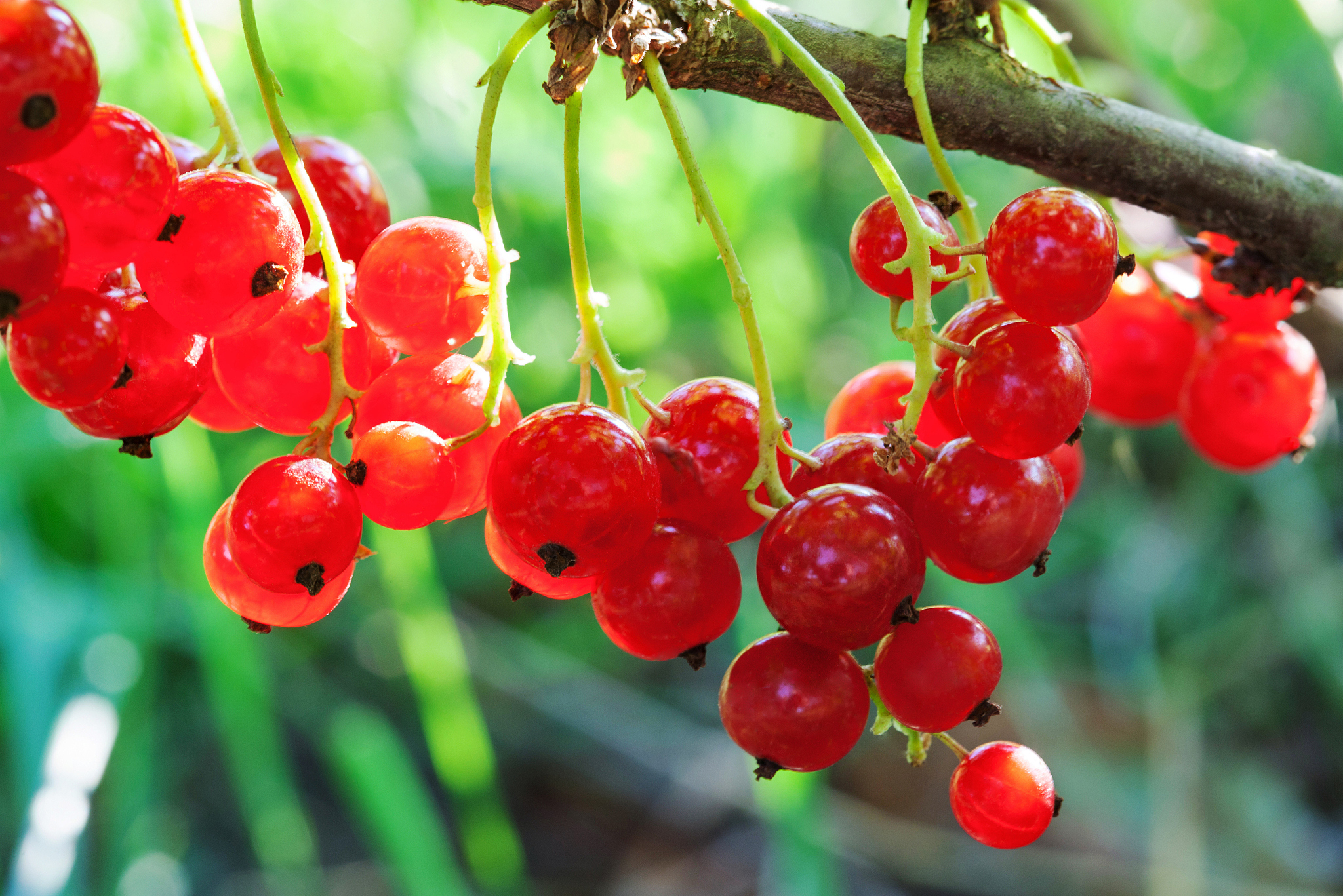 berries of a red currant