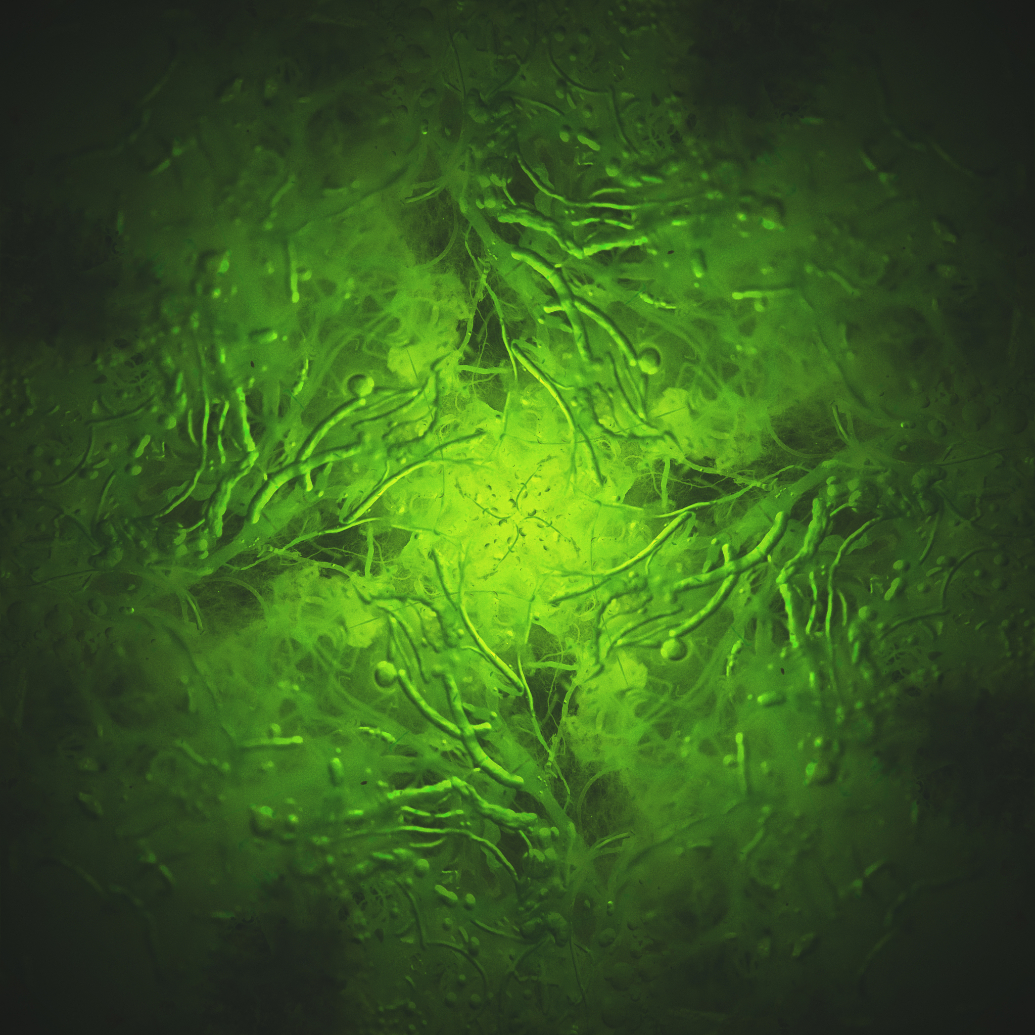 Algal Research-Biomass Biofuels and Bioproducts 期刊推荐：为什么选择它？