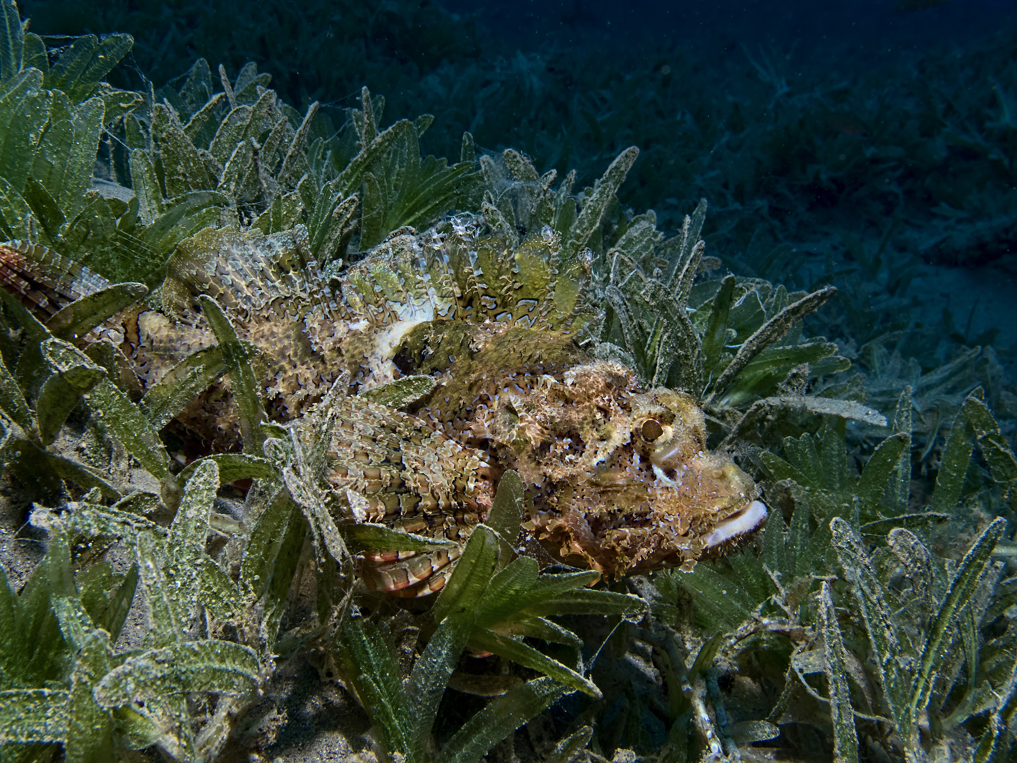 🥬🌿吃草就能光合作用？这海蛞蝓是动物还是植物？| 深海萌物大揭秘！