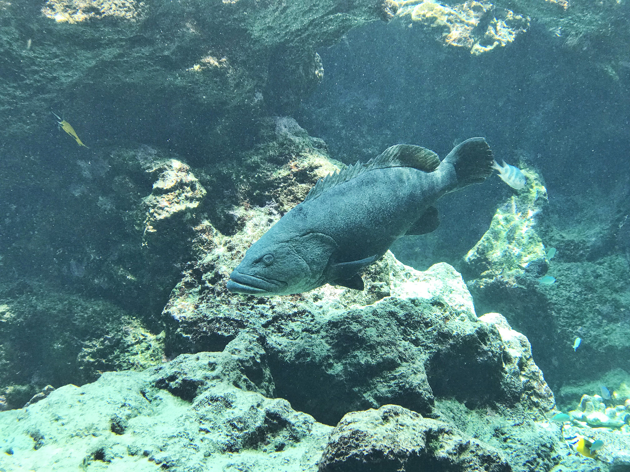 叶羊：会光合作用的海洋小绵羊！