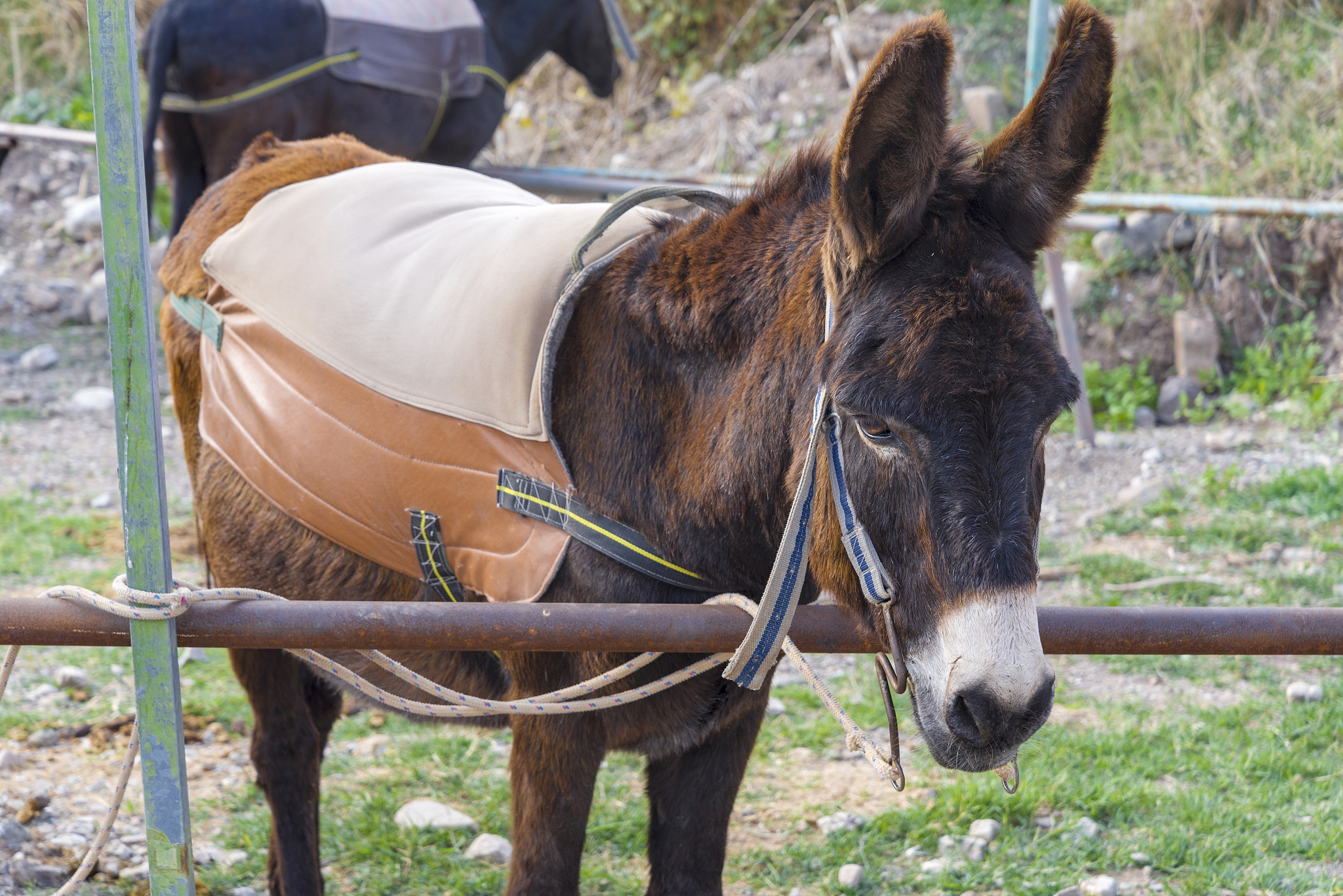 funny donkeys on the farm, the island of cyprus.