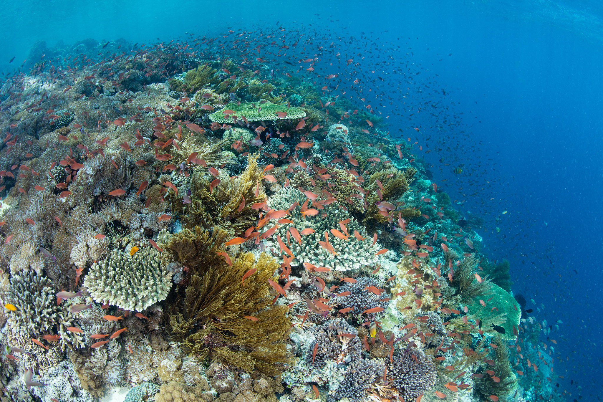 以珊瑚礁为视角下的环境变化故事3000字