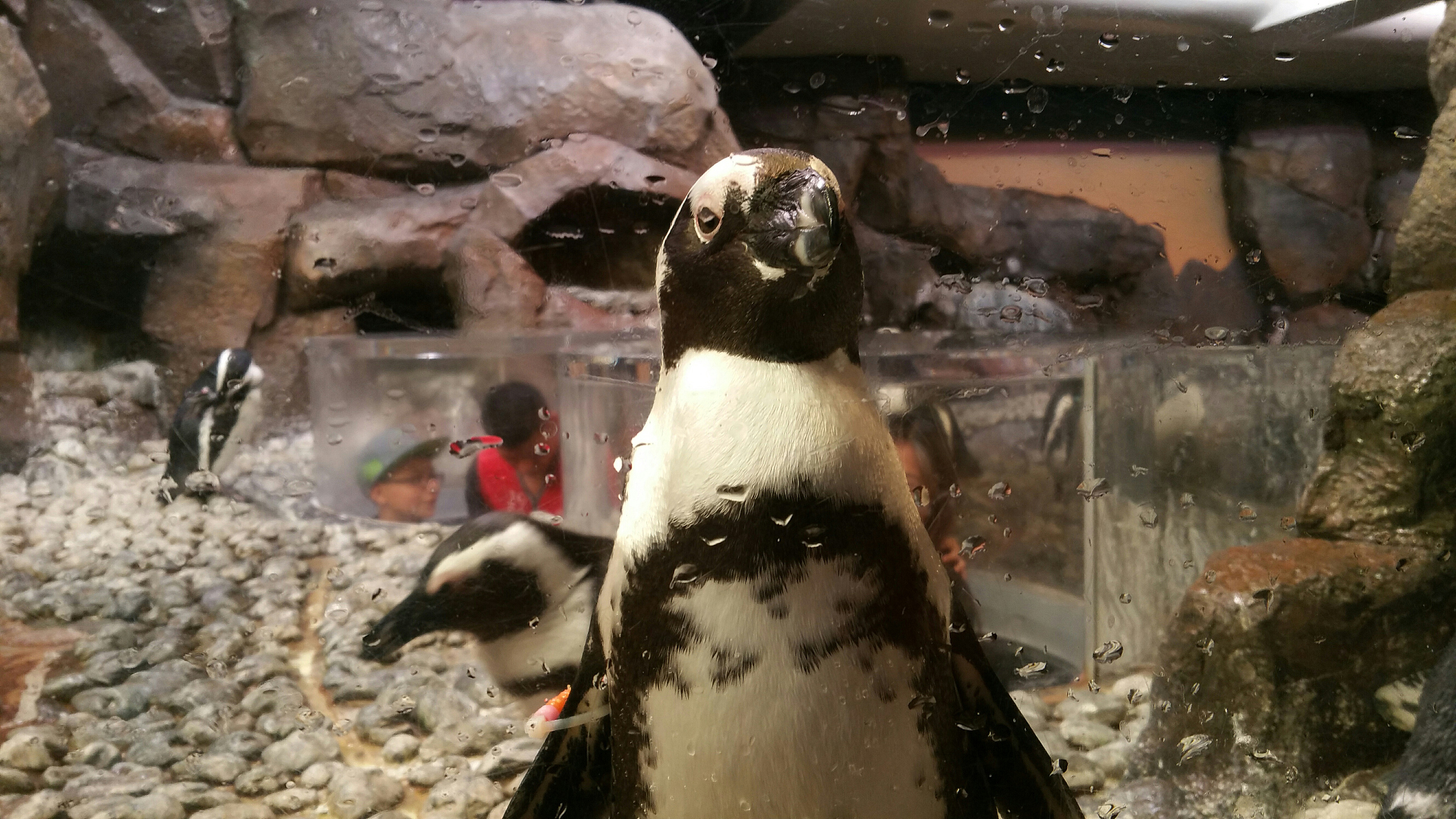 上海长风海洋公园和上海水族馆哪个企鹅 上海长风海洋公园和上海水族馆哪个企鹅